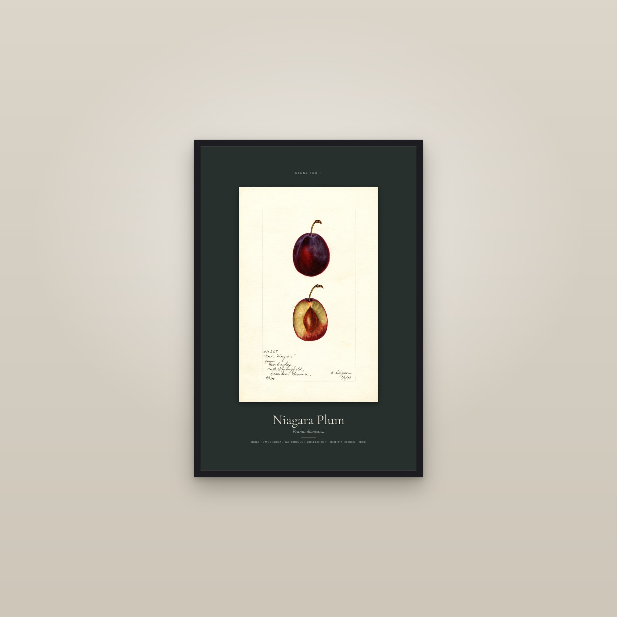 Niagara Plum — Specimen — framed in a gallery setting