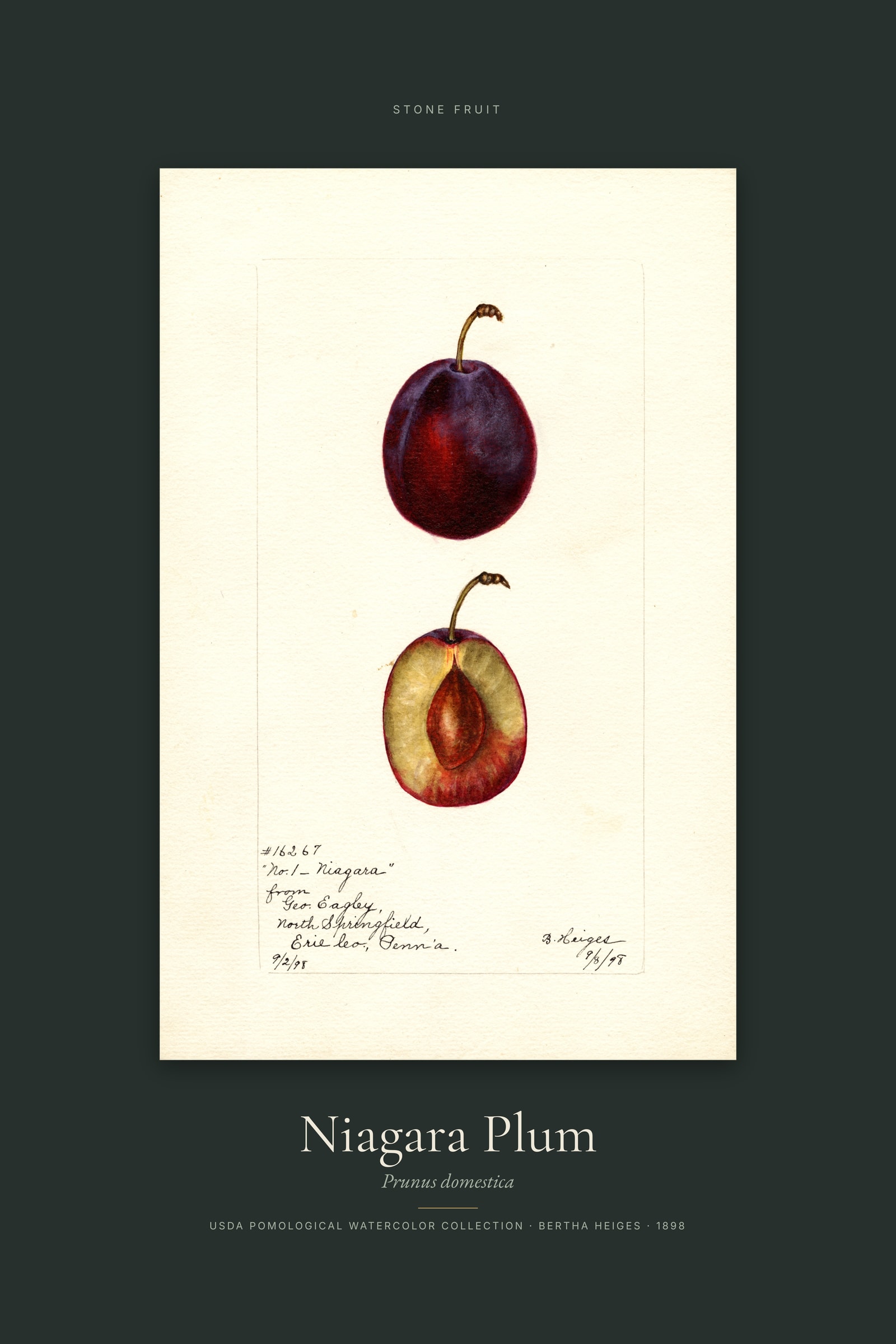 Niagara Plum — Specimen