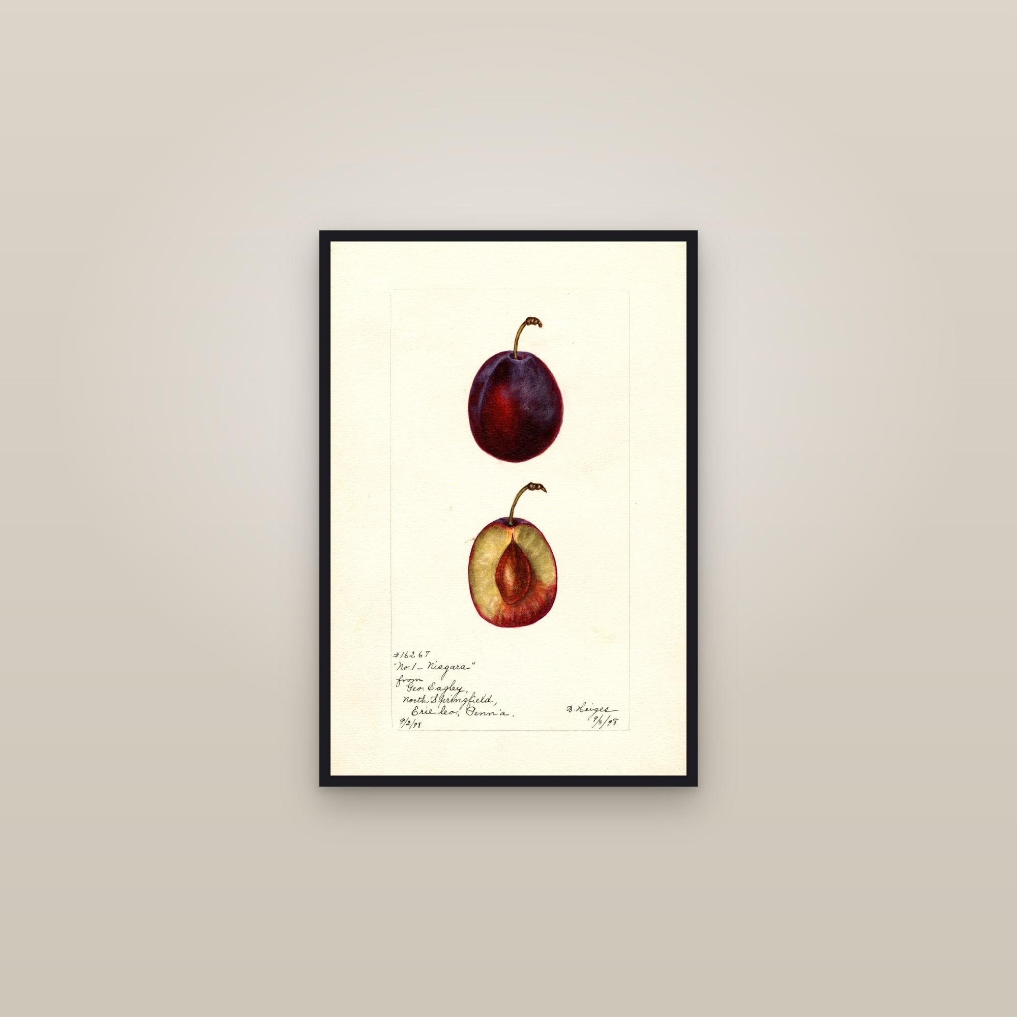 Niagara Plum — framed in a gallery setting