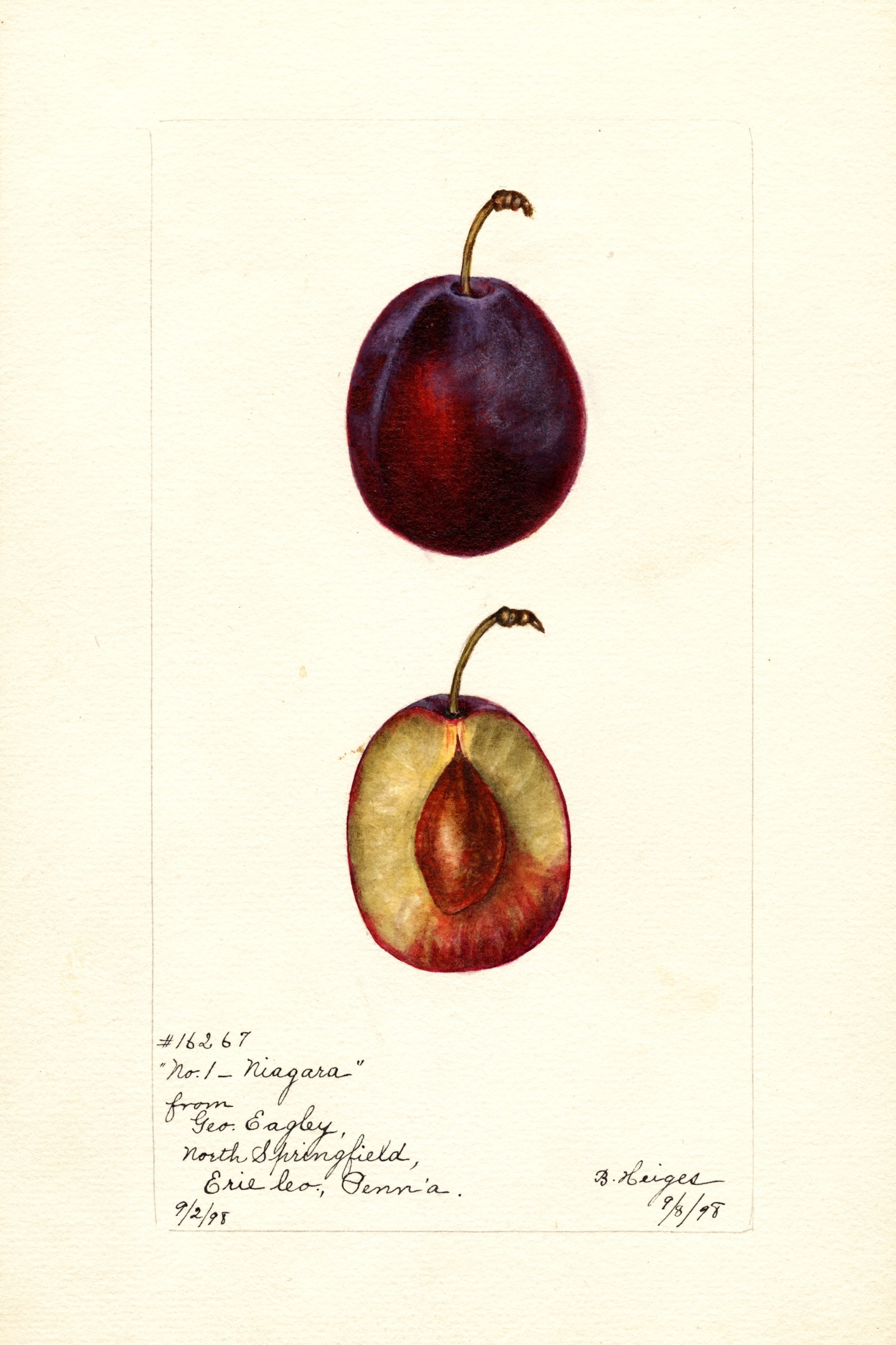 Niagara Plum