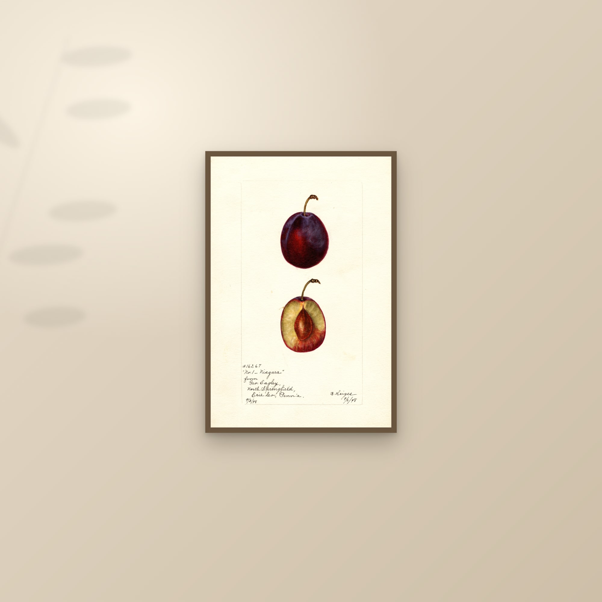 Niagara Plum — framed and styled on a sunlit wall
