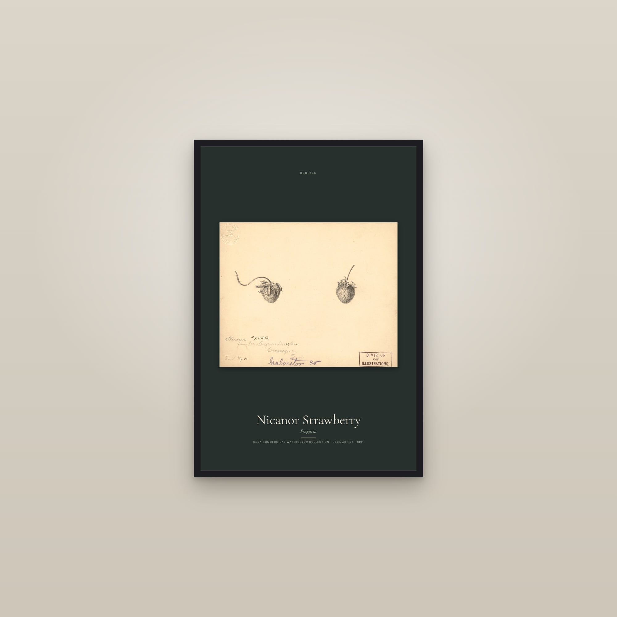 Nicanor Strawberry — framed in a gallery setting