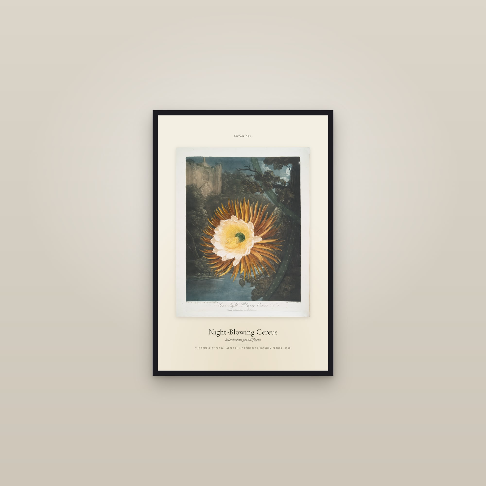 Night-Blowing Cereus — Specimen — framed in a gallery setting
