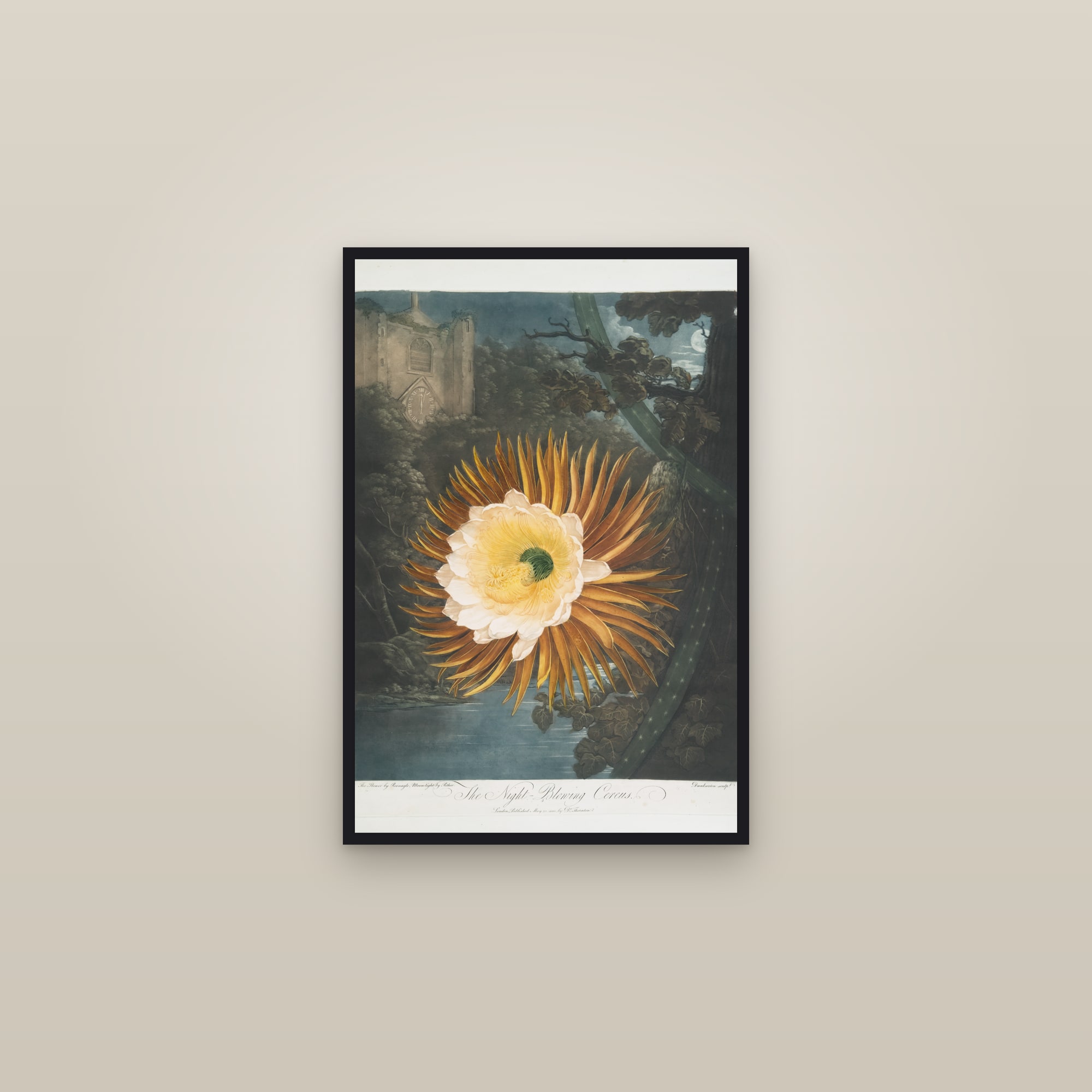 Night-Blowing Cereus — framed in a gallery setting