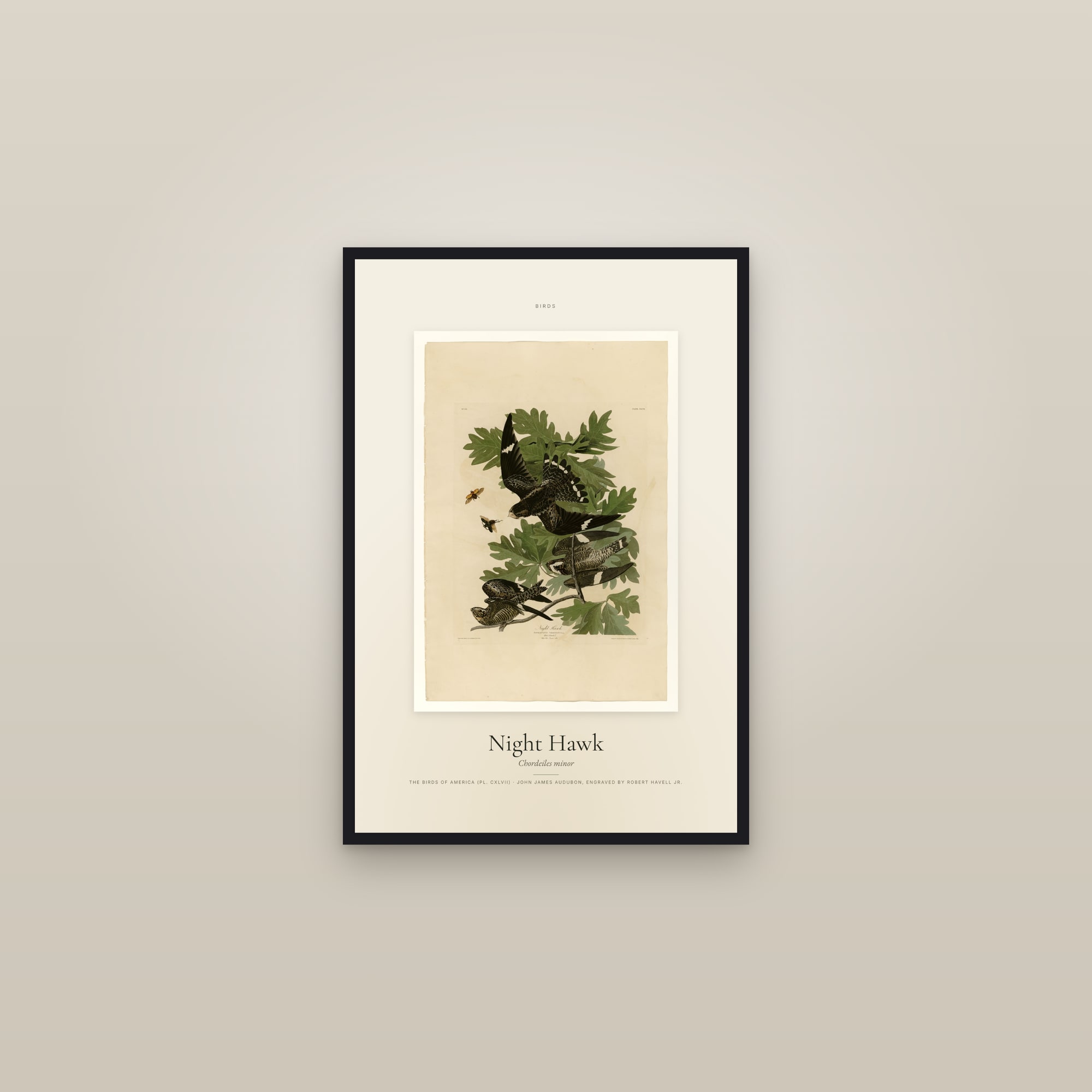 Night Hawk — Specimen — framed in a gallery setting