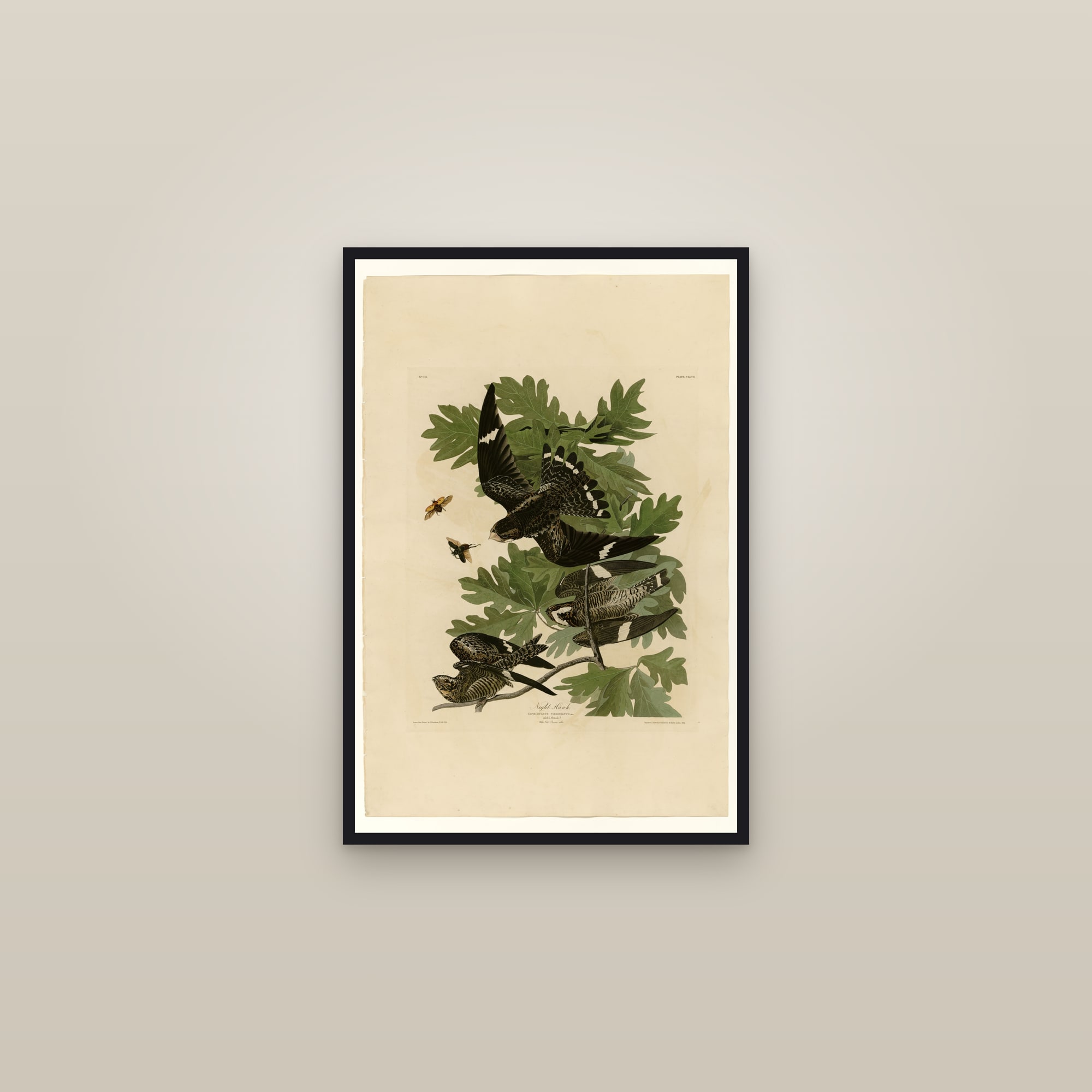 Night Hawk — framed in a gallery setting