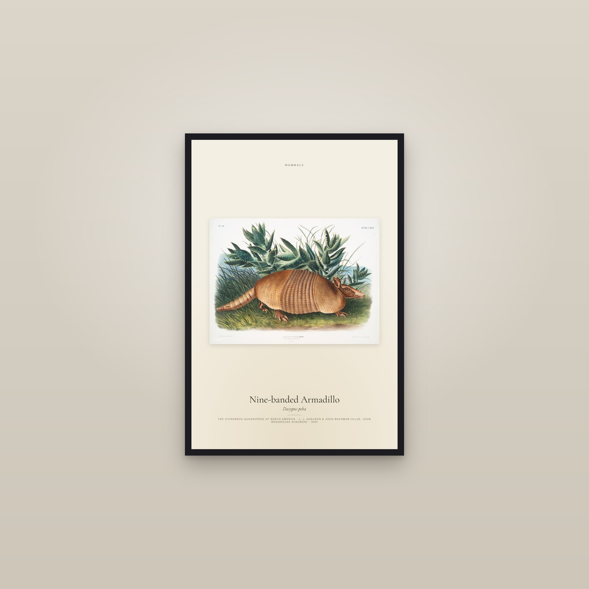 Nine-banded Armadillo — framed in a gallery setting