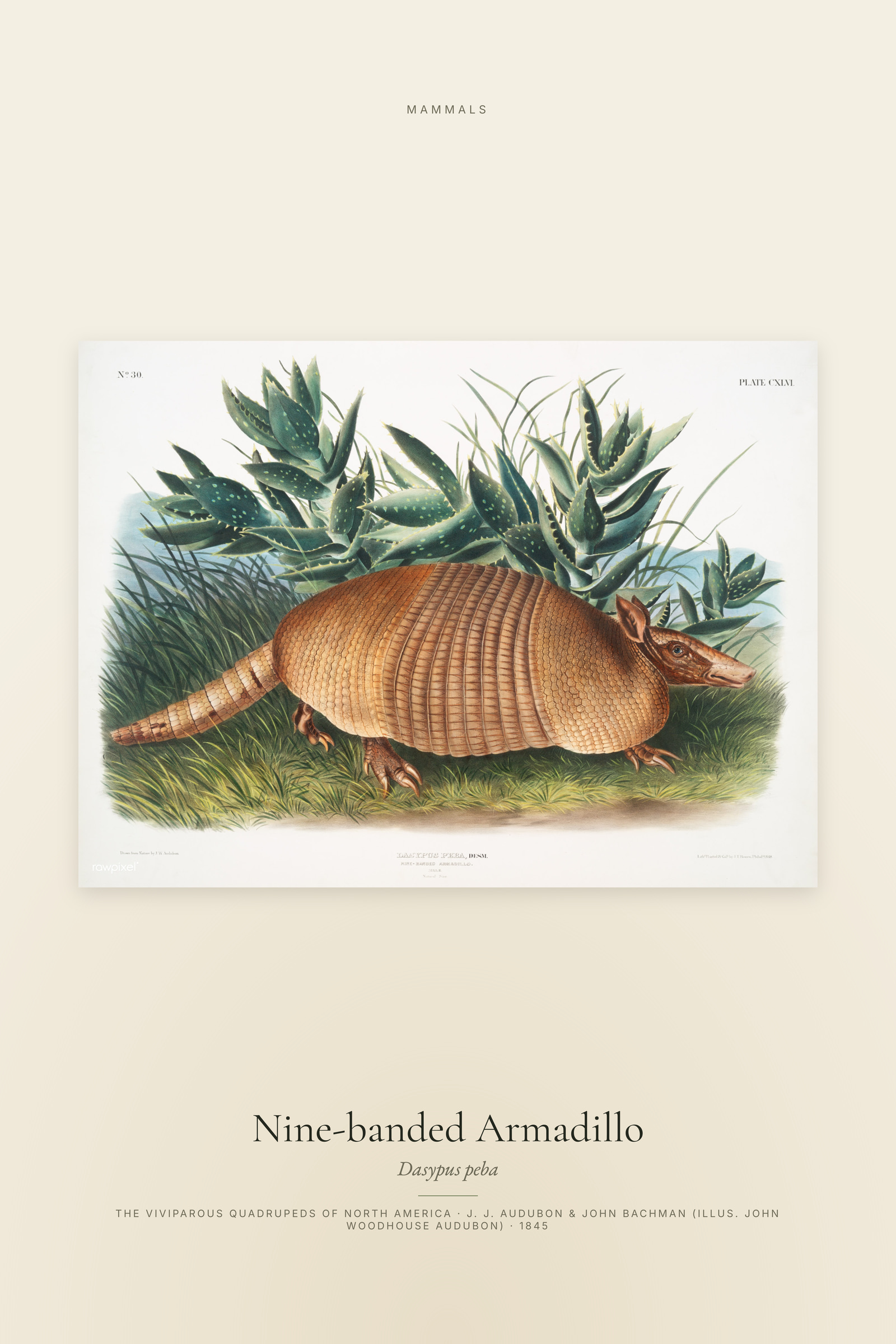 Nine-banded Armadillo