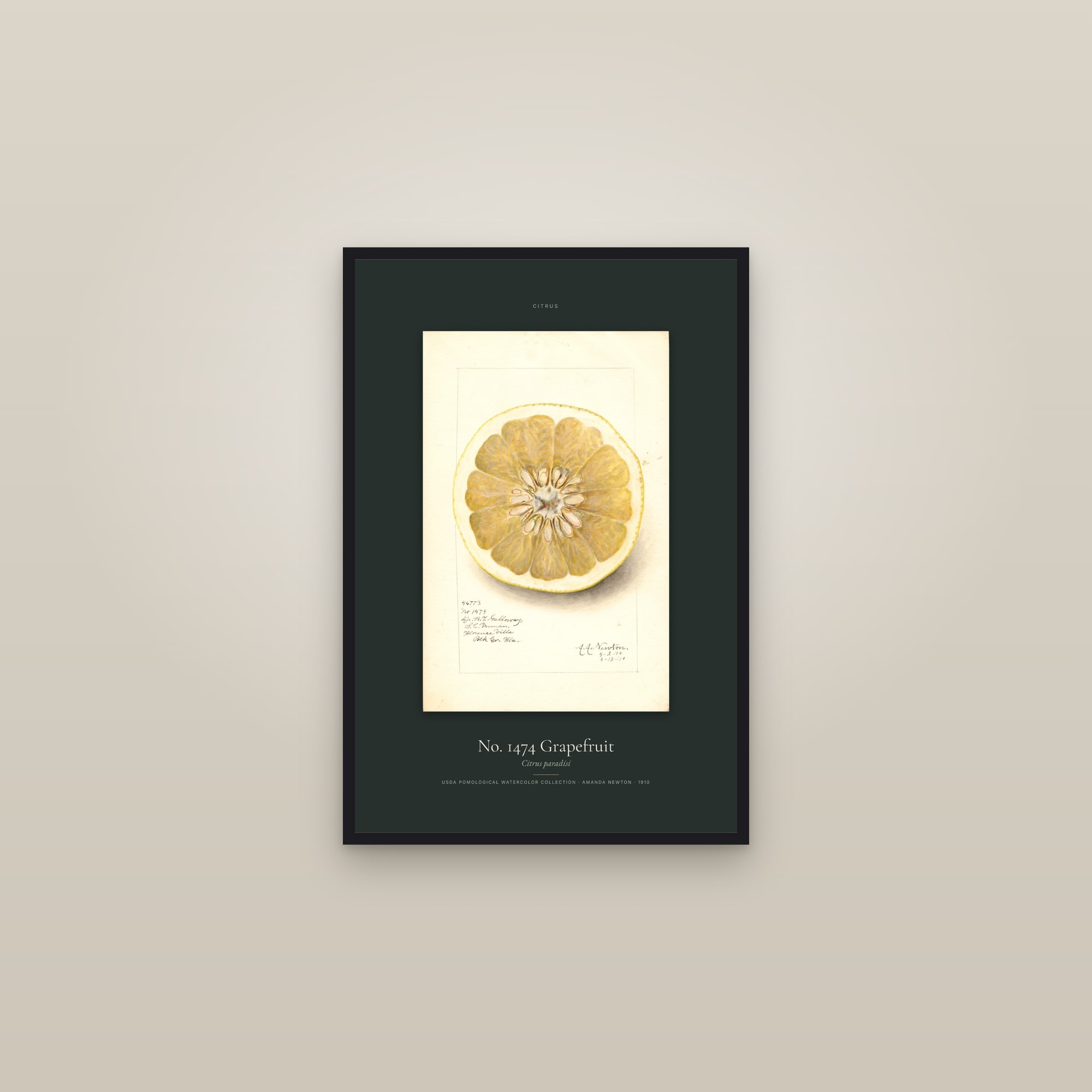 No. 1474 Grapefruit — Specimen — framed in a gallery setting