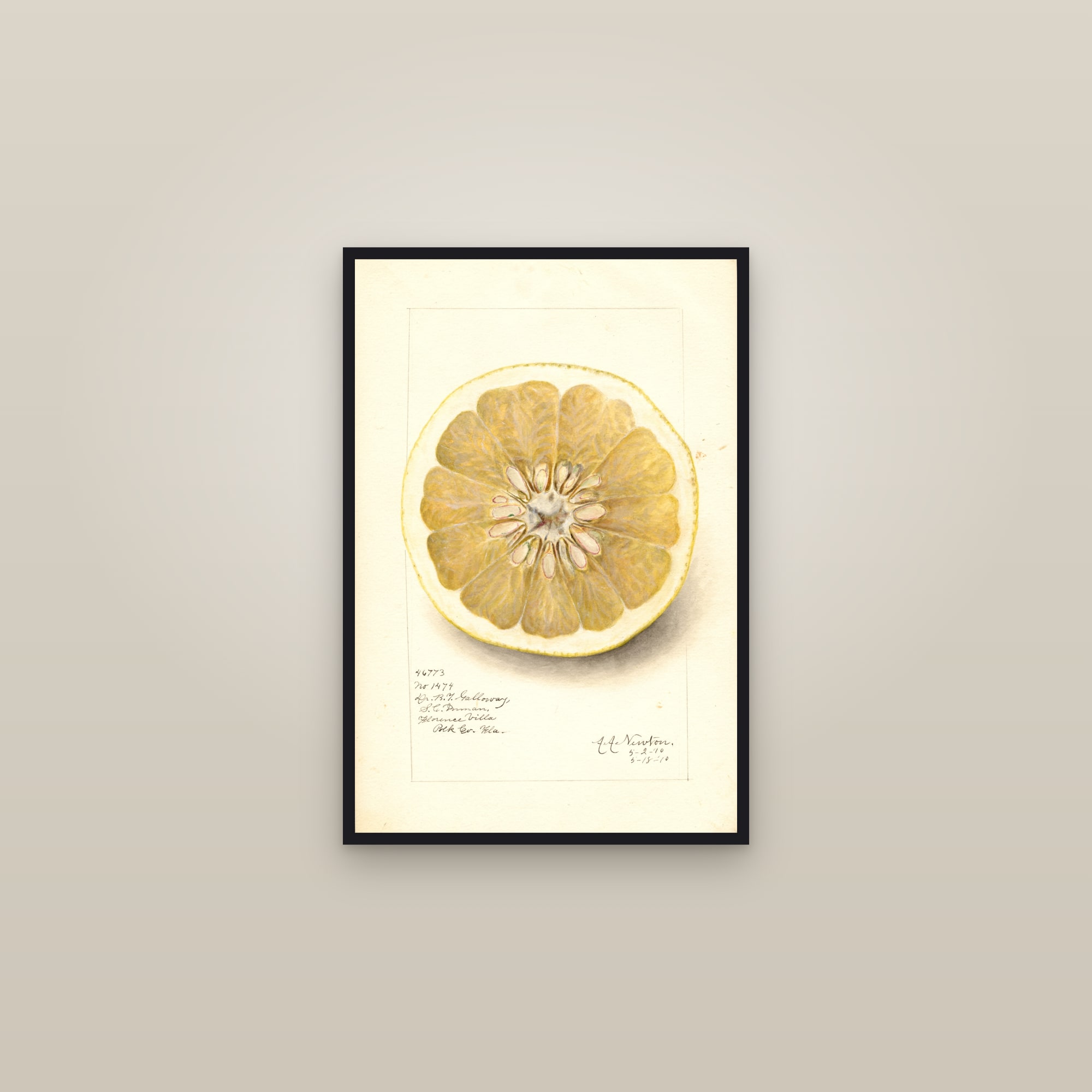 No. 1474 Grapefruit — framed in a gallery setting