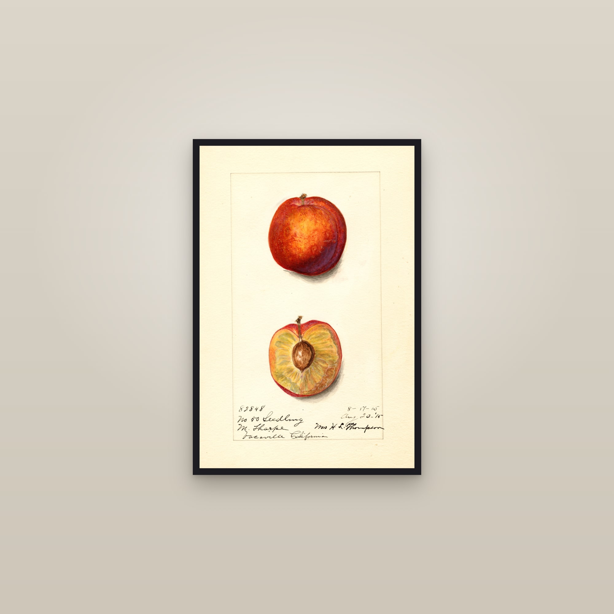 No. 50 Seedling Plum — framed in a gallery setting