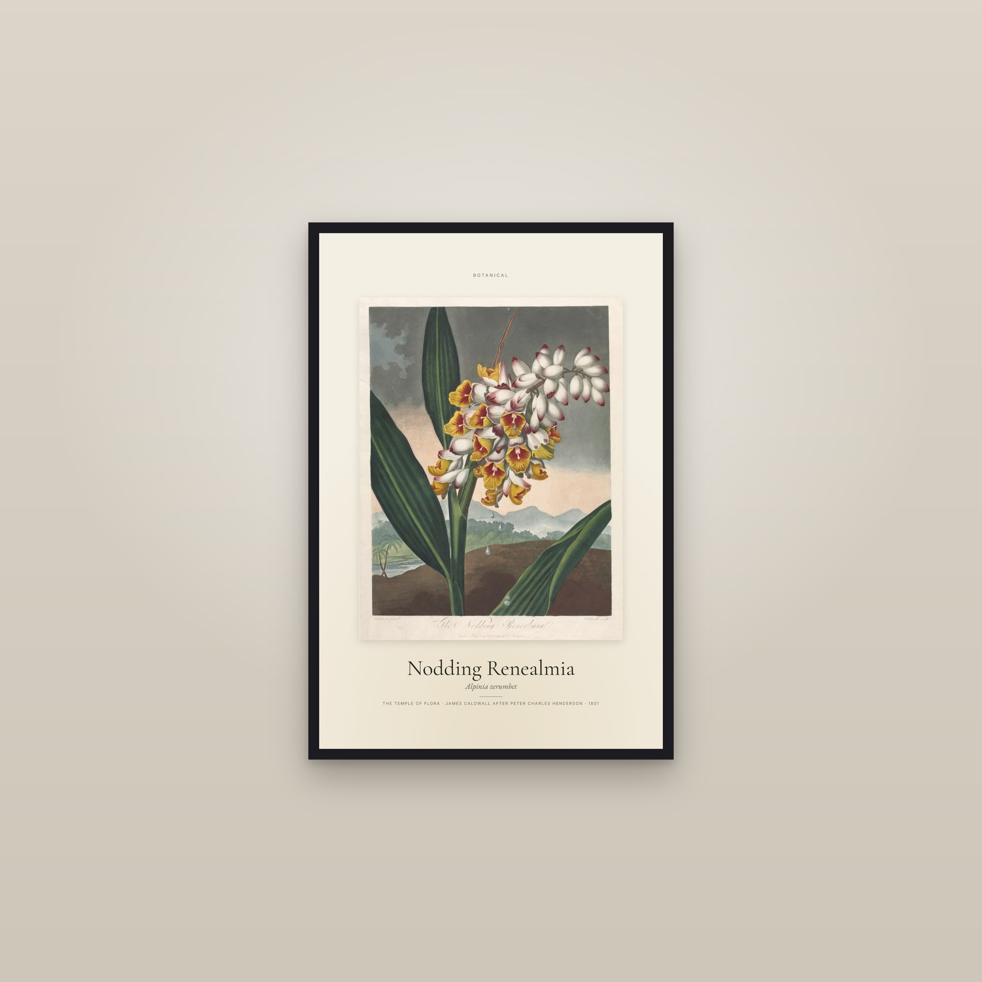 Nodding Renealmia — Specimen — framed in a gallery setting