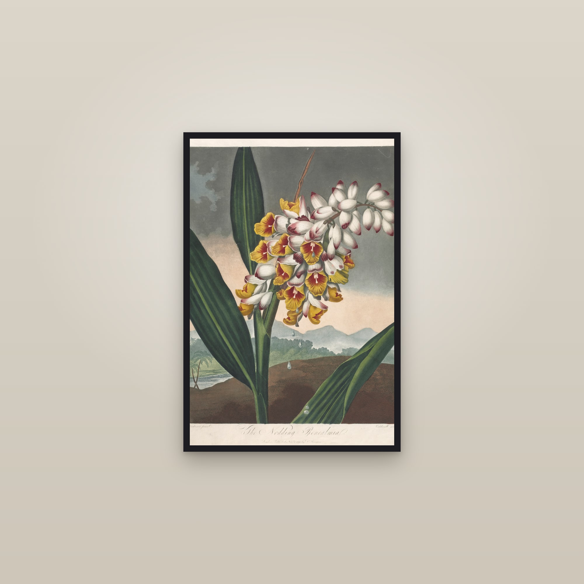 Nodding Renealmia — framed in a gallery setting