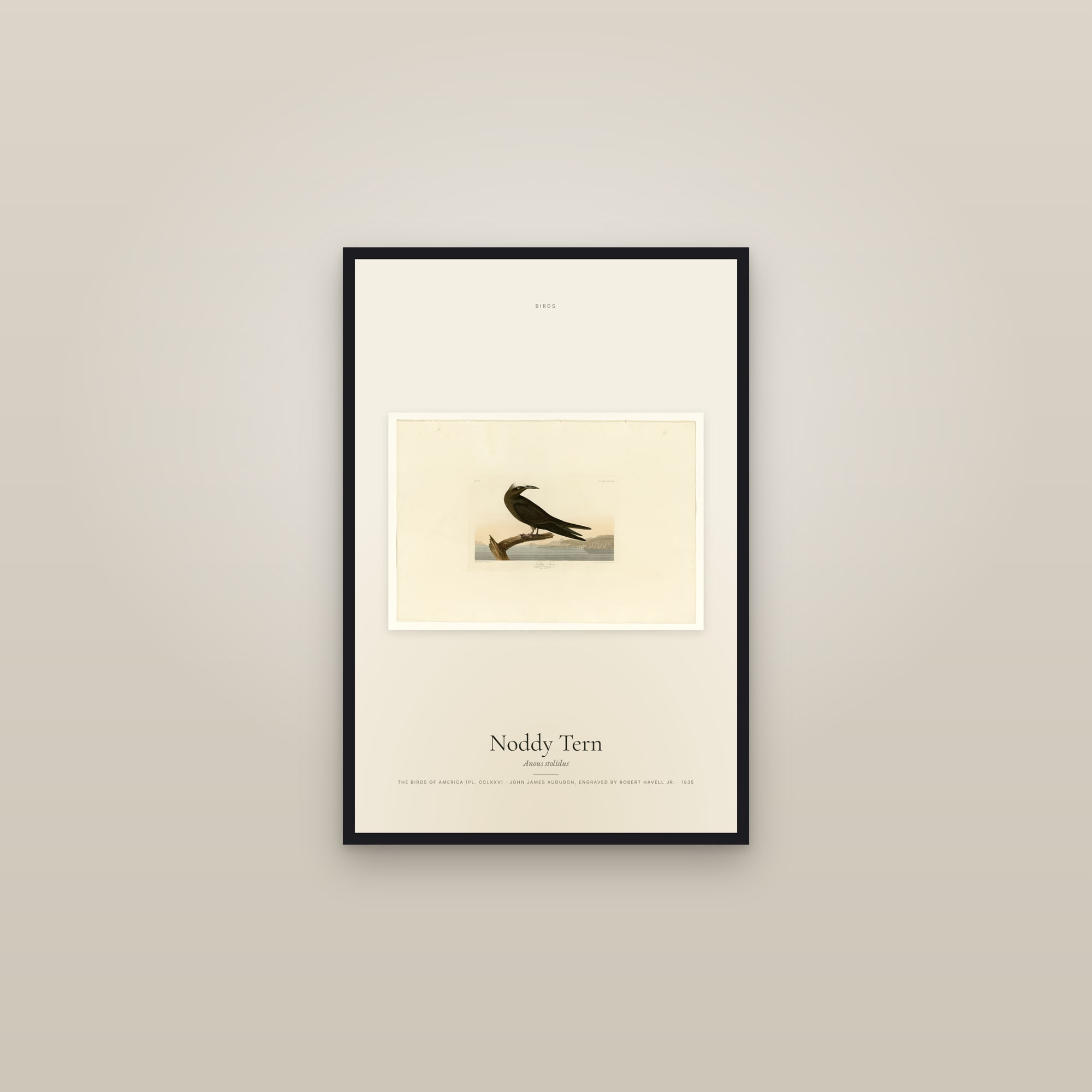 Noddy Tern — framed in a gallery setting