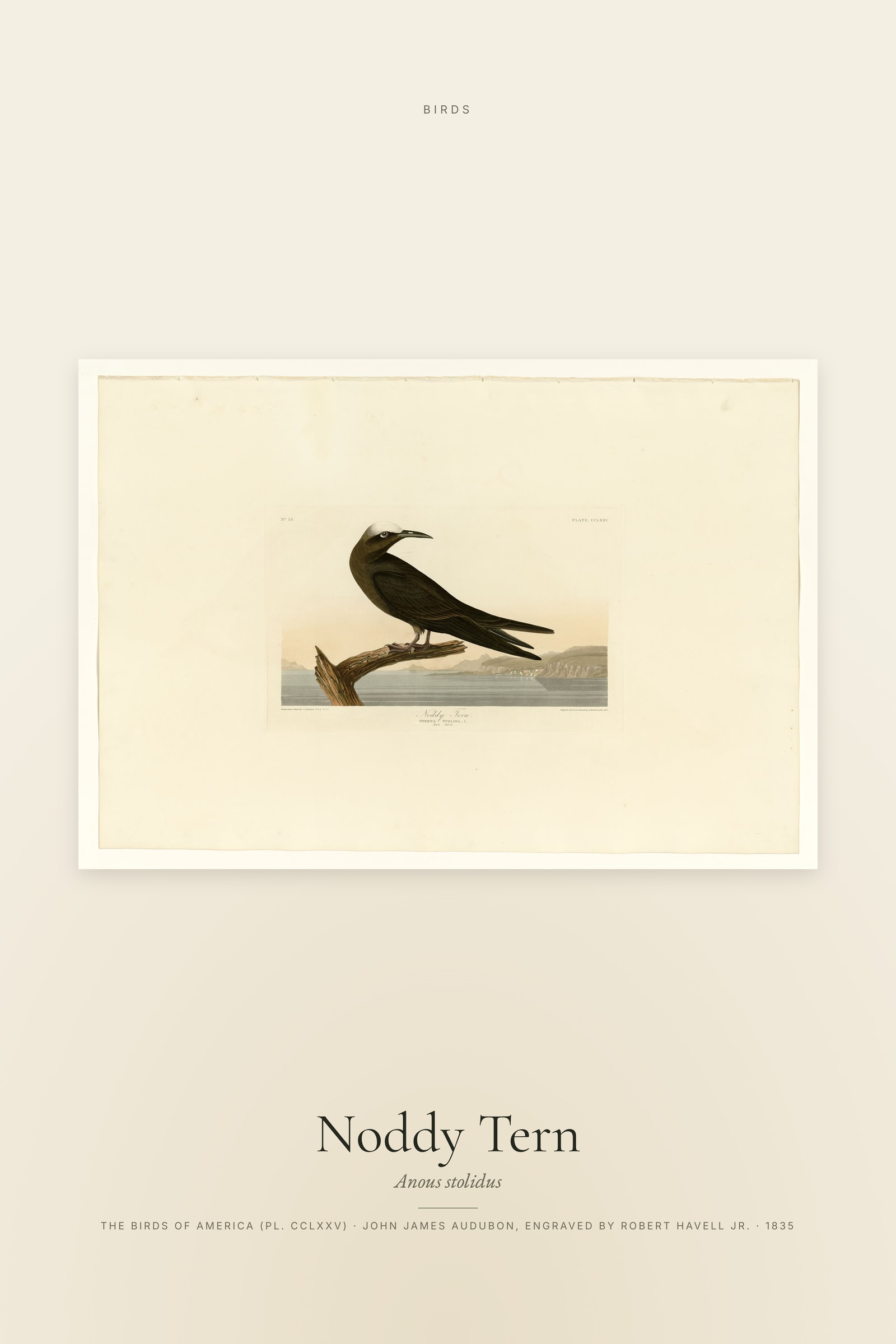 Noddy Tern
