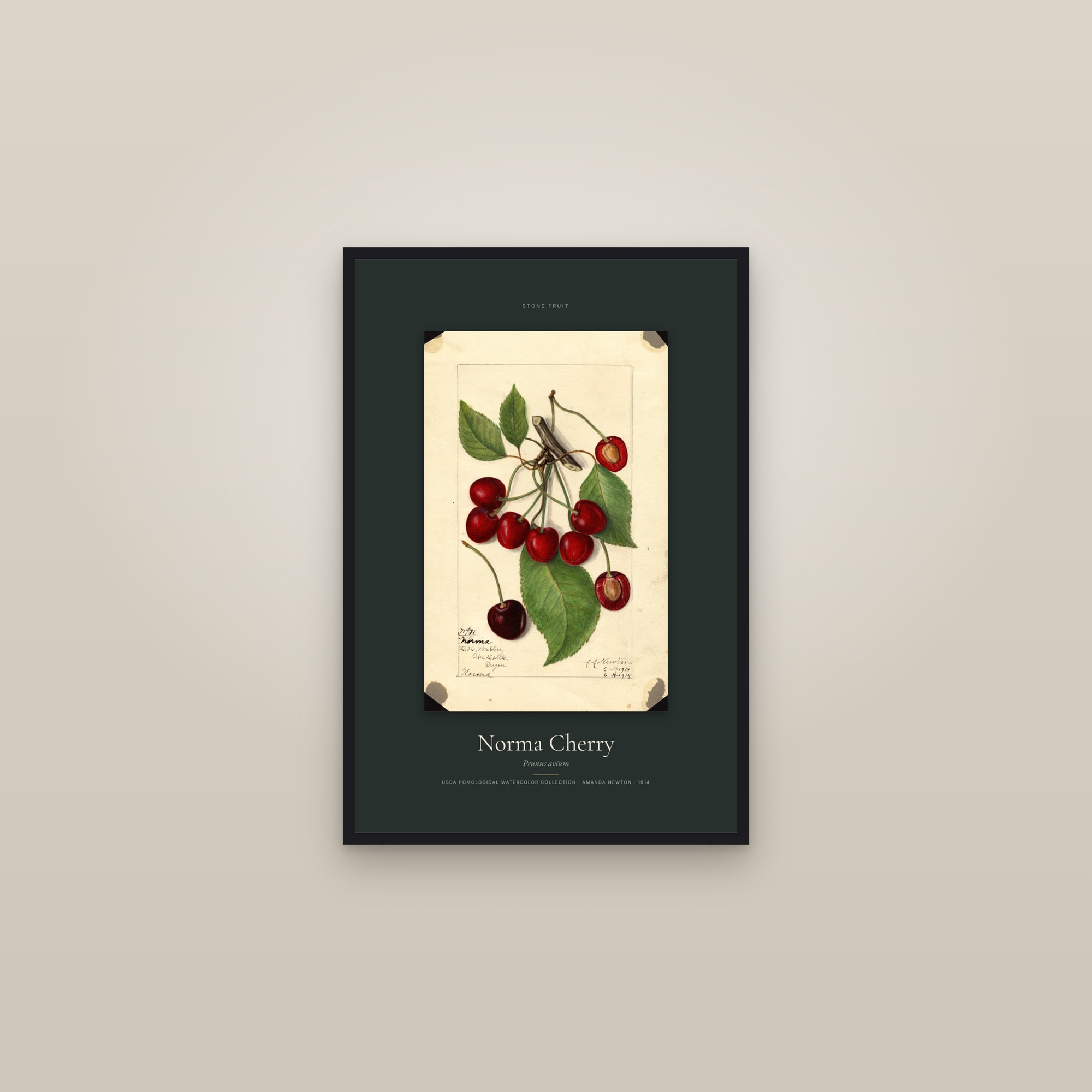 Norma Cherry — Specimen — framed in a gallery setting