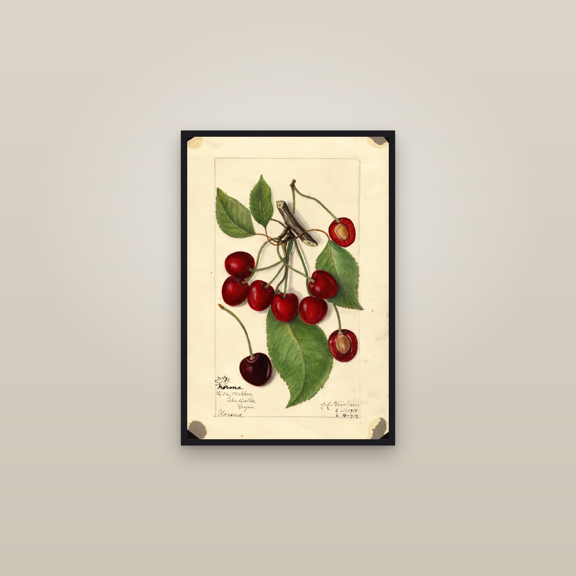Norma Cherry — framed in a gallery setting