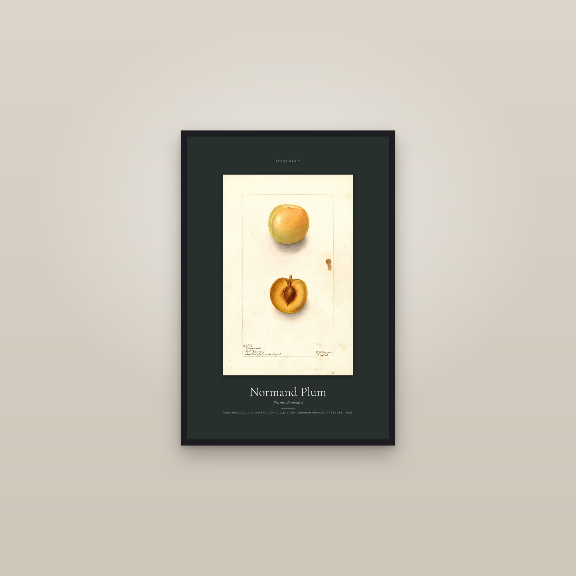 Normand Plum — Specimen — framed in a gallery setting
