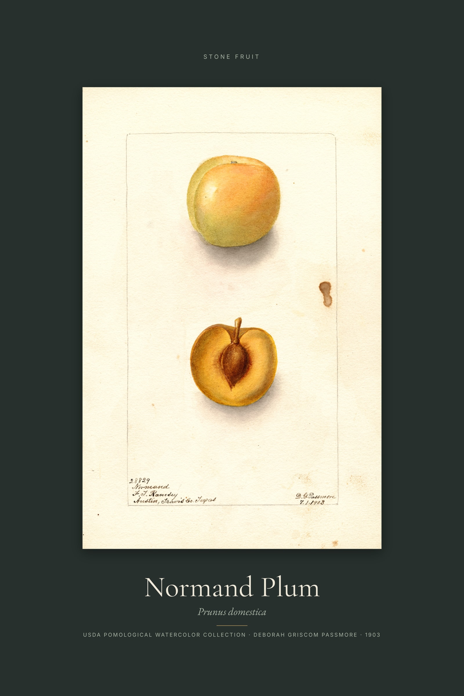 Normand Plum — Specimen