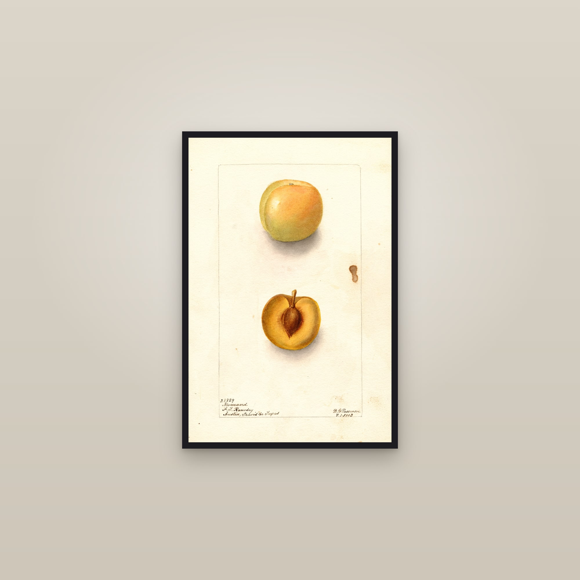 Normand Plum — framed in a gallery setting