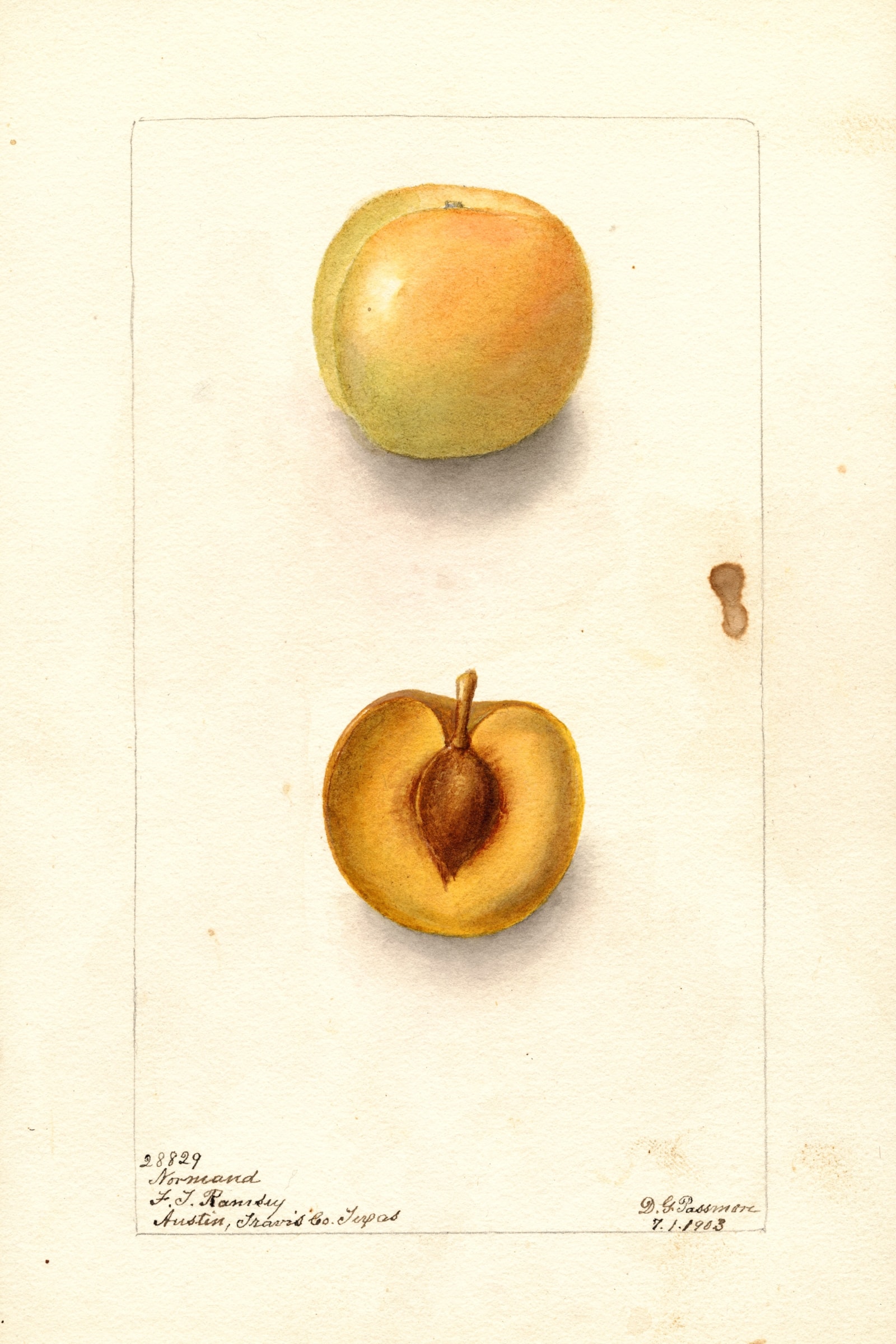 Normand Plum