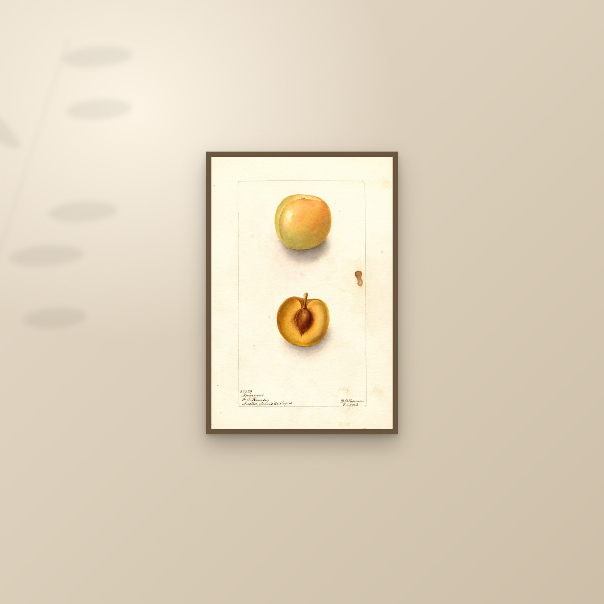 Normand Plum — framed and styled on a sunlit wall