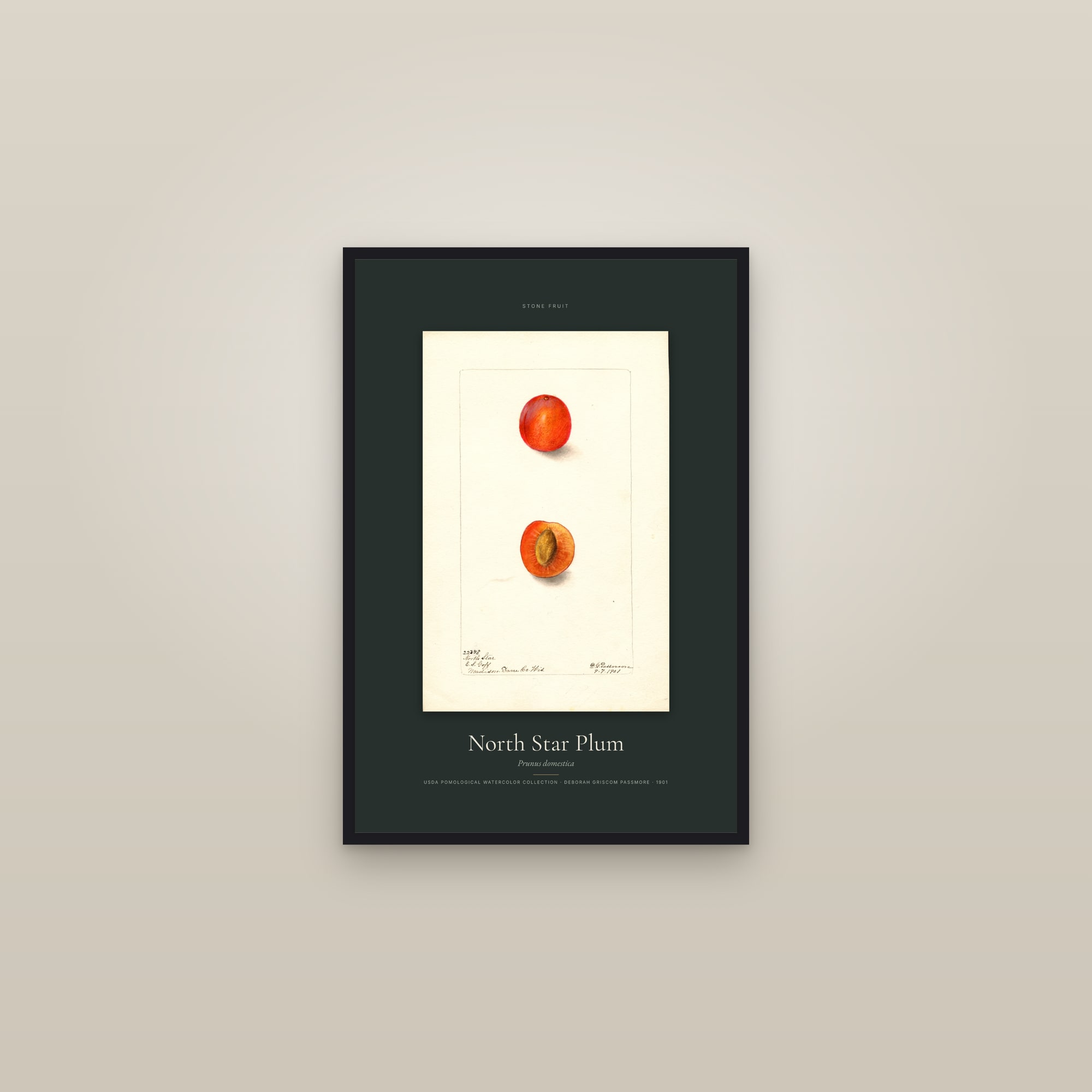 North Star Plum — Specimen — framed in a gallery setting