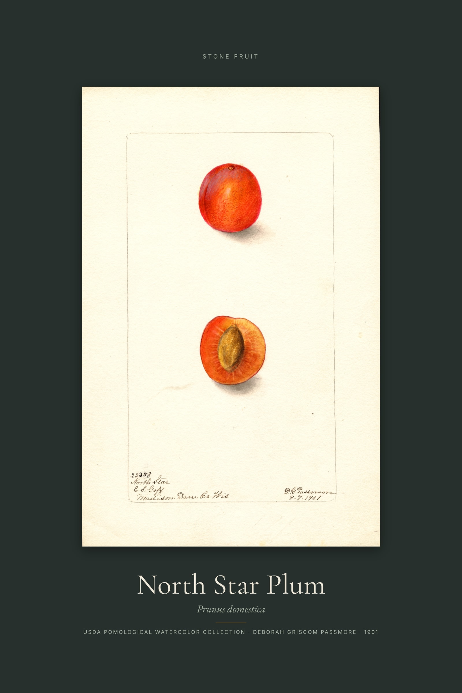 North Star Plum — Specimen
