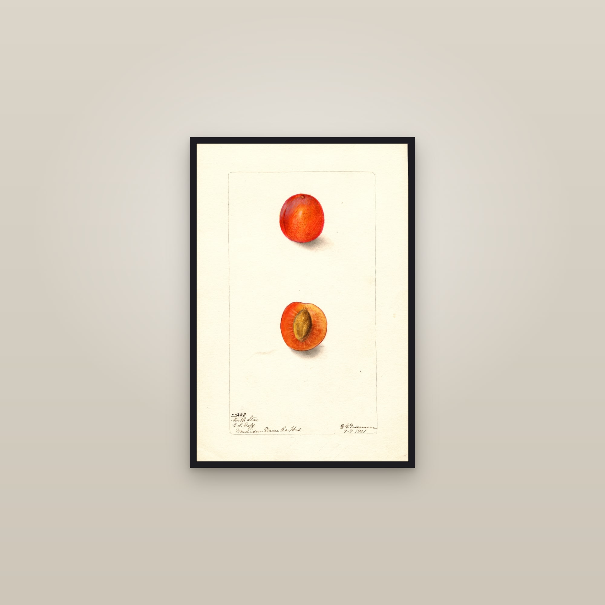 North Star Plum — framed in a gallery setting