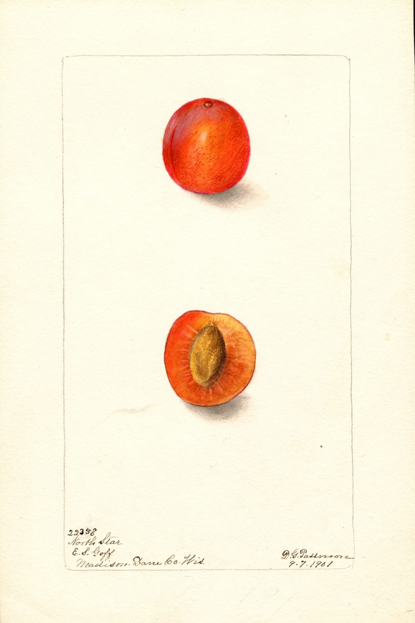 North Star Plum