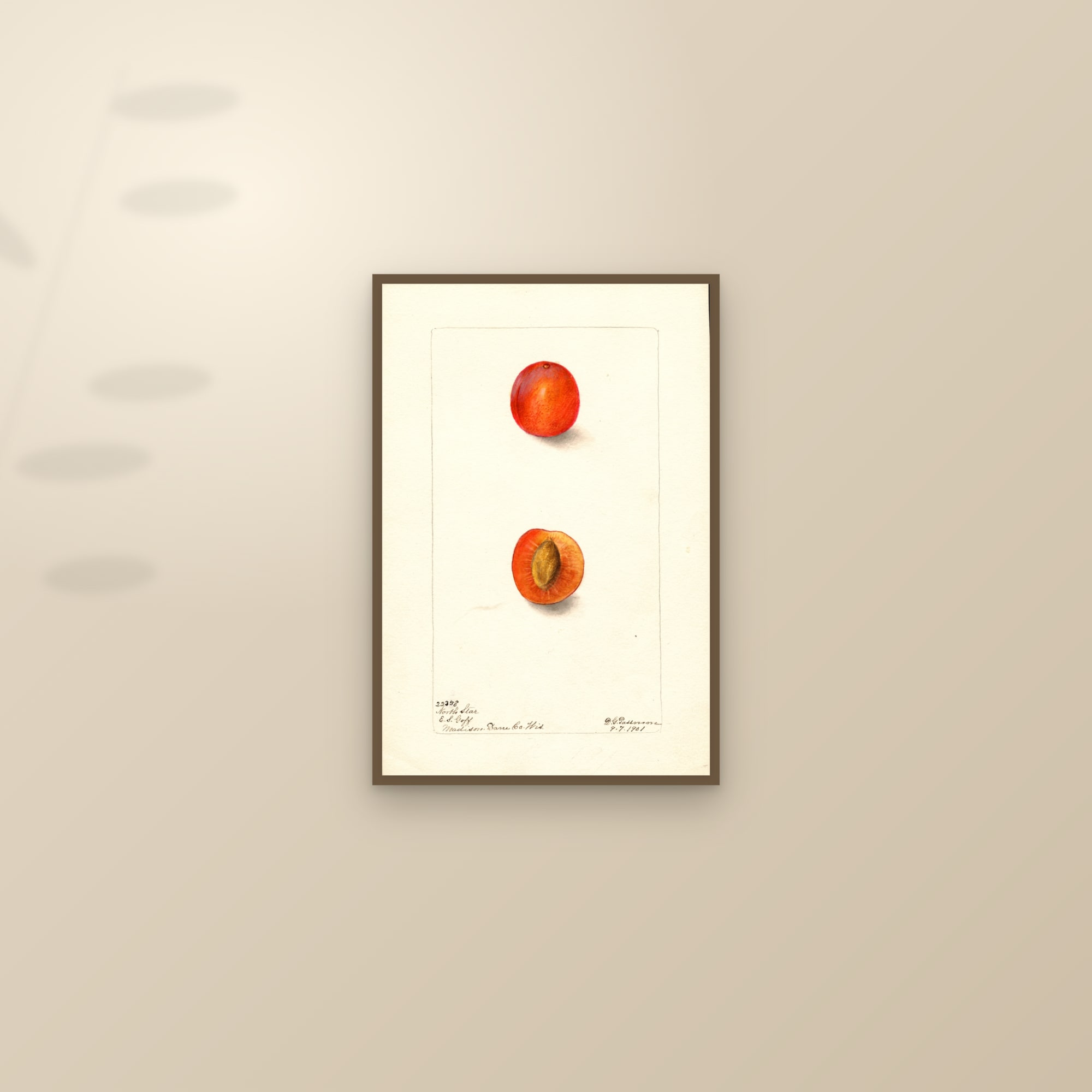 North Star Plum — framed and styled on a sunlit wall