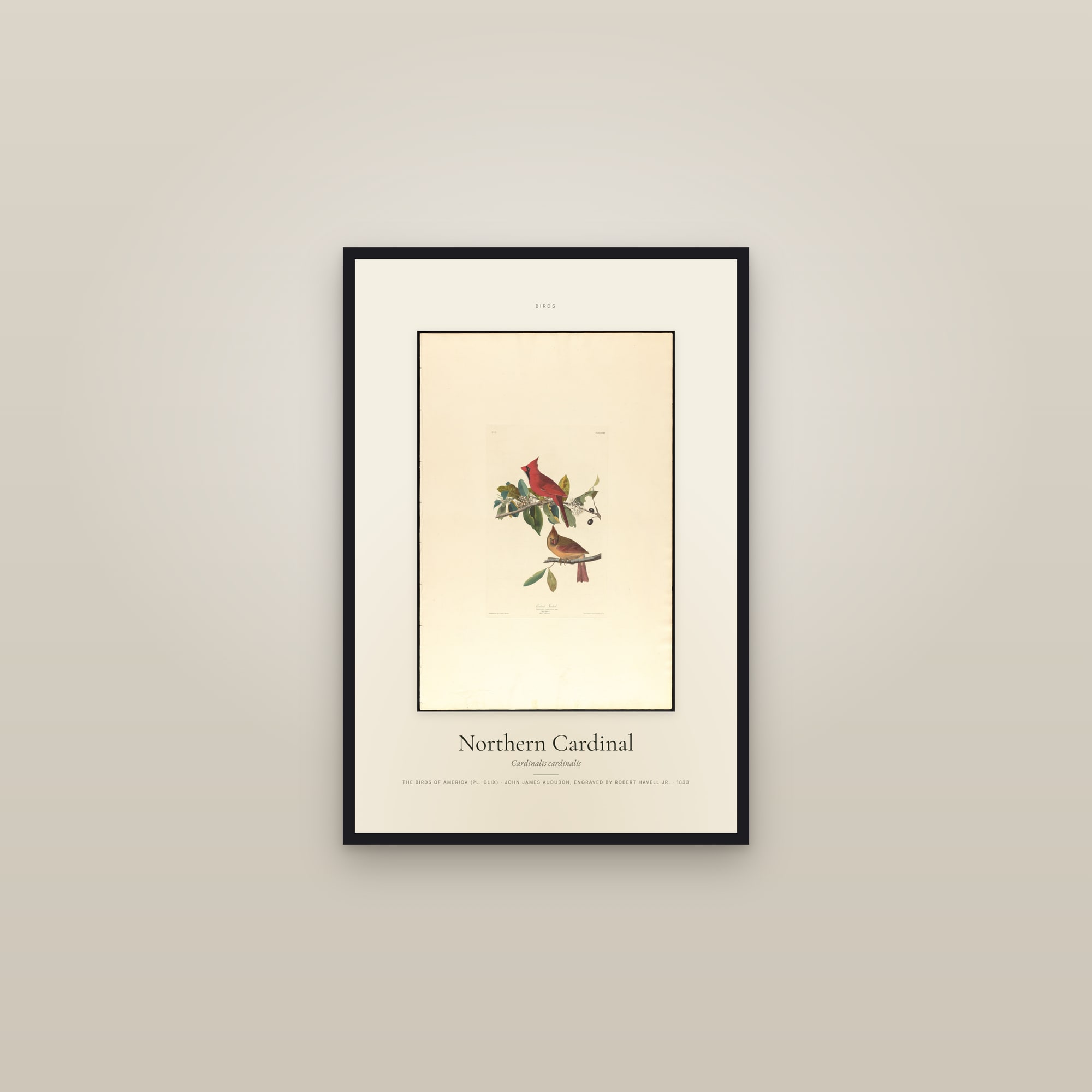 Northern Cardinal — Specimen — framed in a gallery setting
