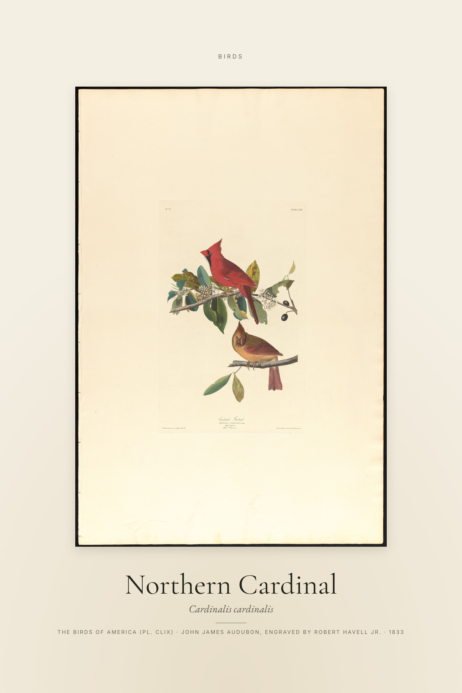 Northern Cardinal — Specimen