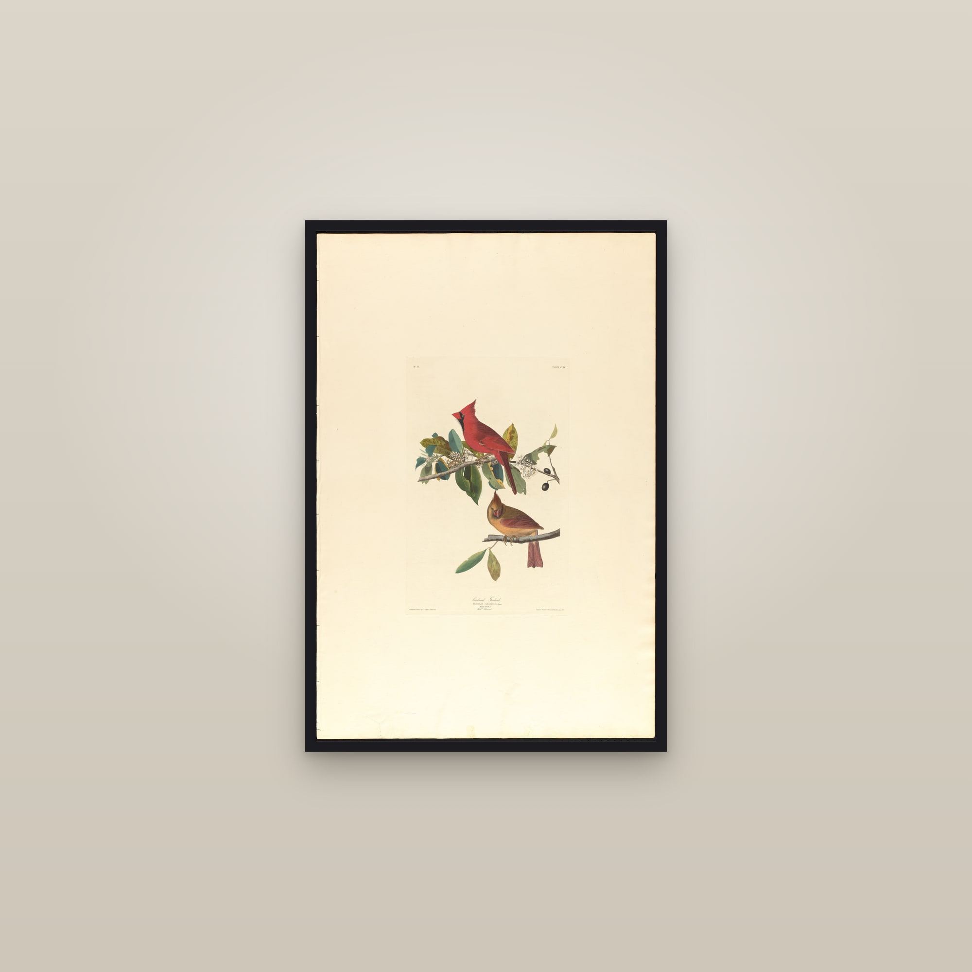 Northern Cardinal — framed in a gallery setting