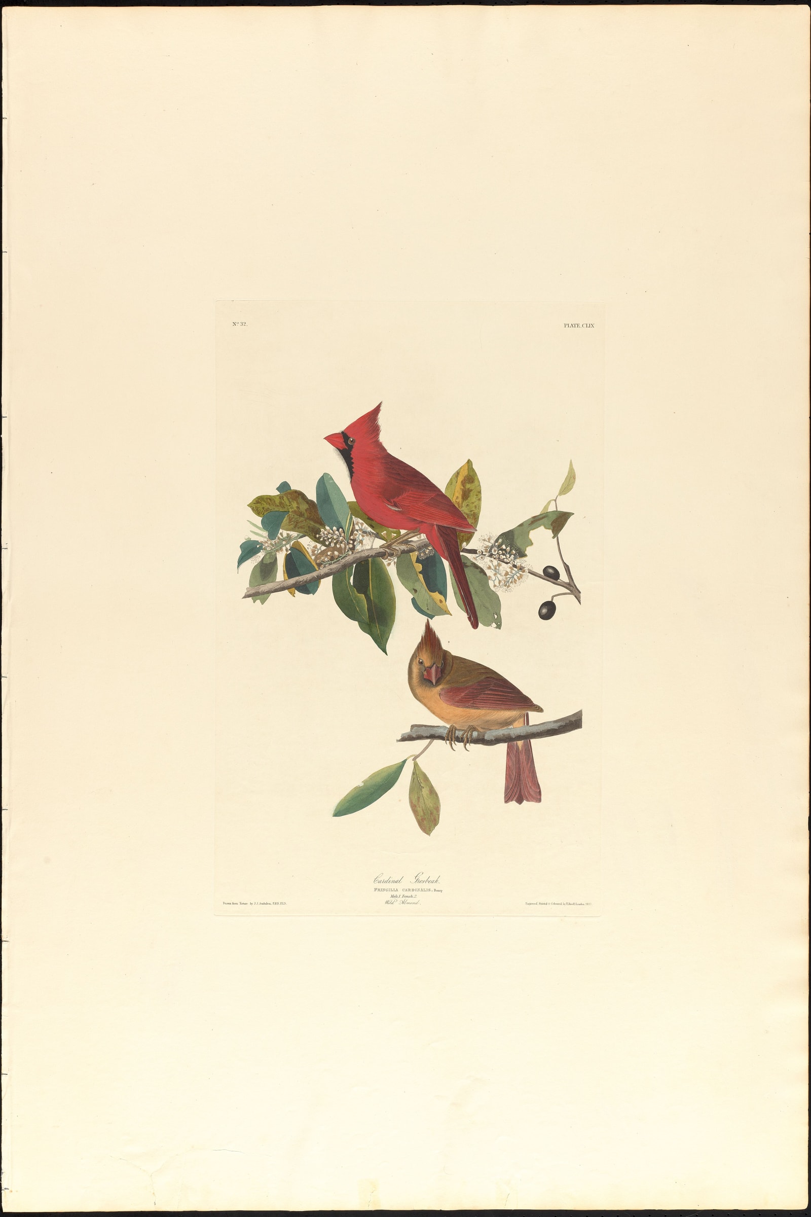 Northern Cardinal