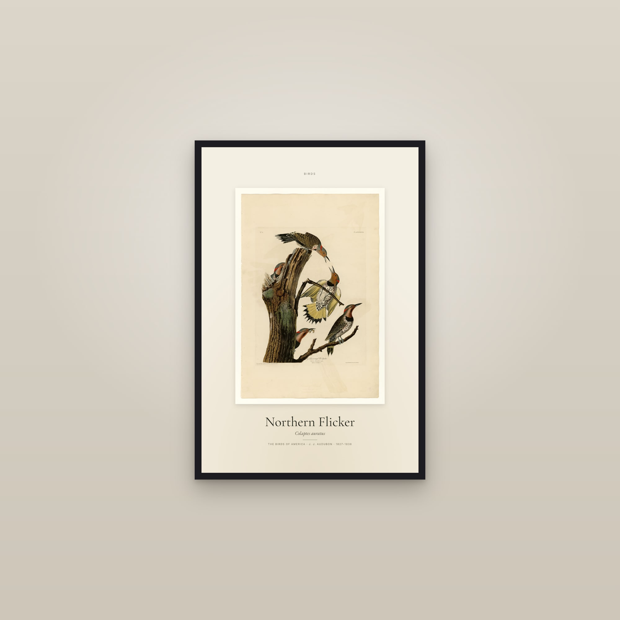 Northern Flicker — Specimen — framed in a gallery setting