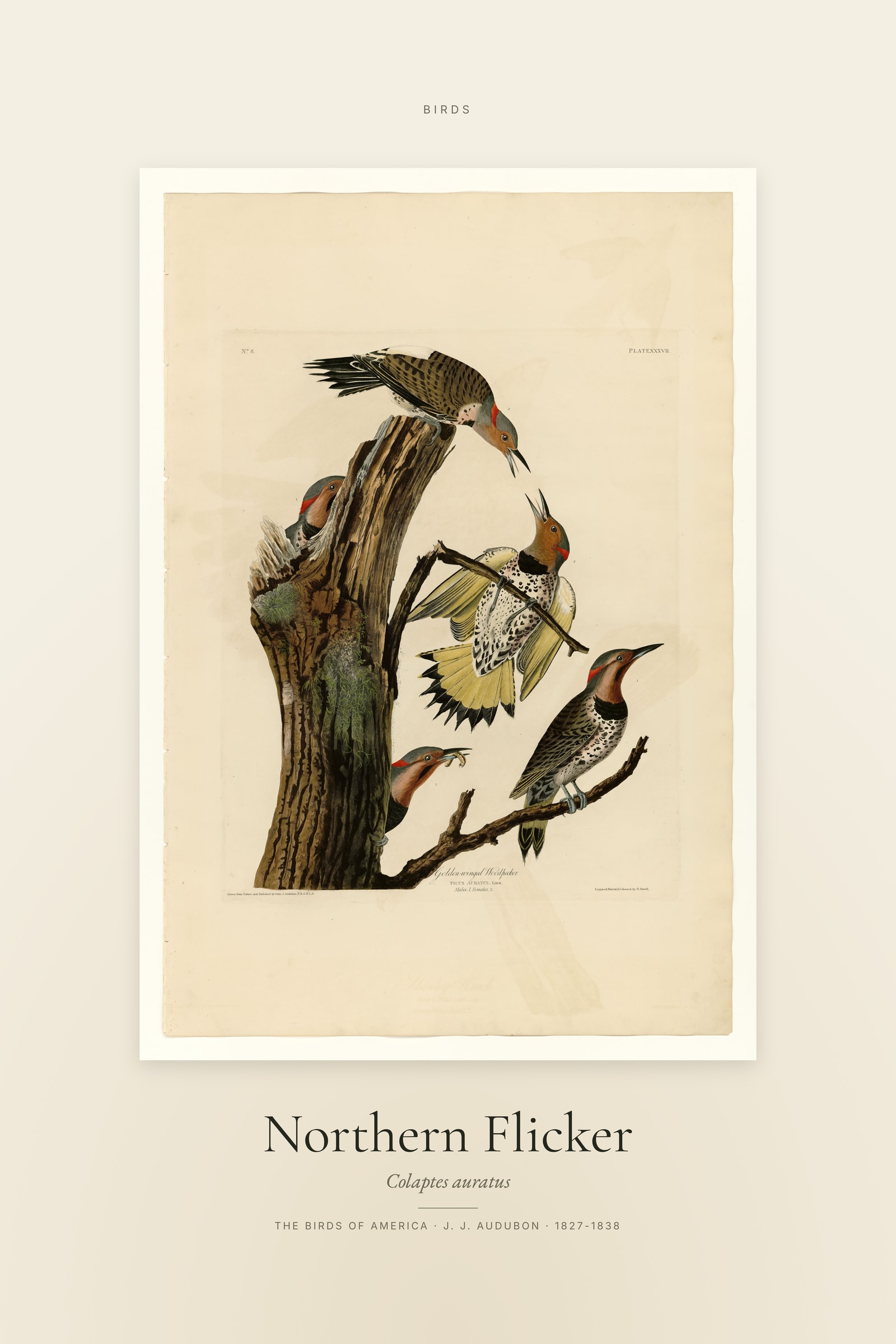 Northern Flicker — Specimen