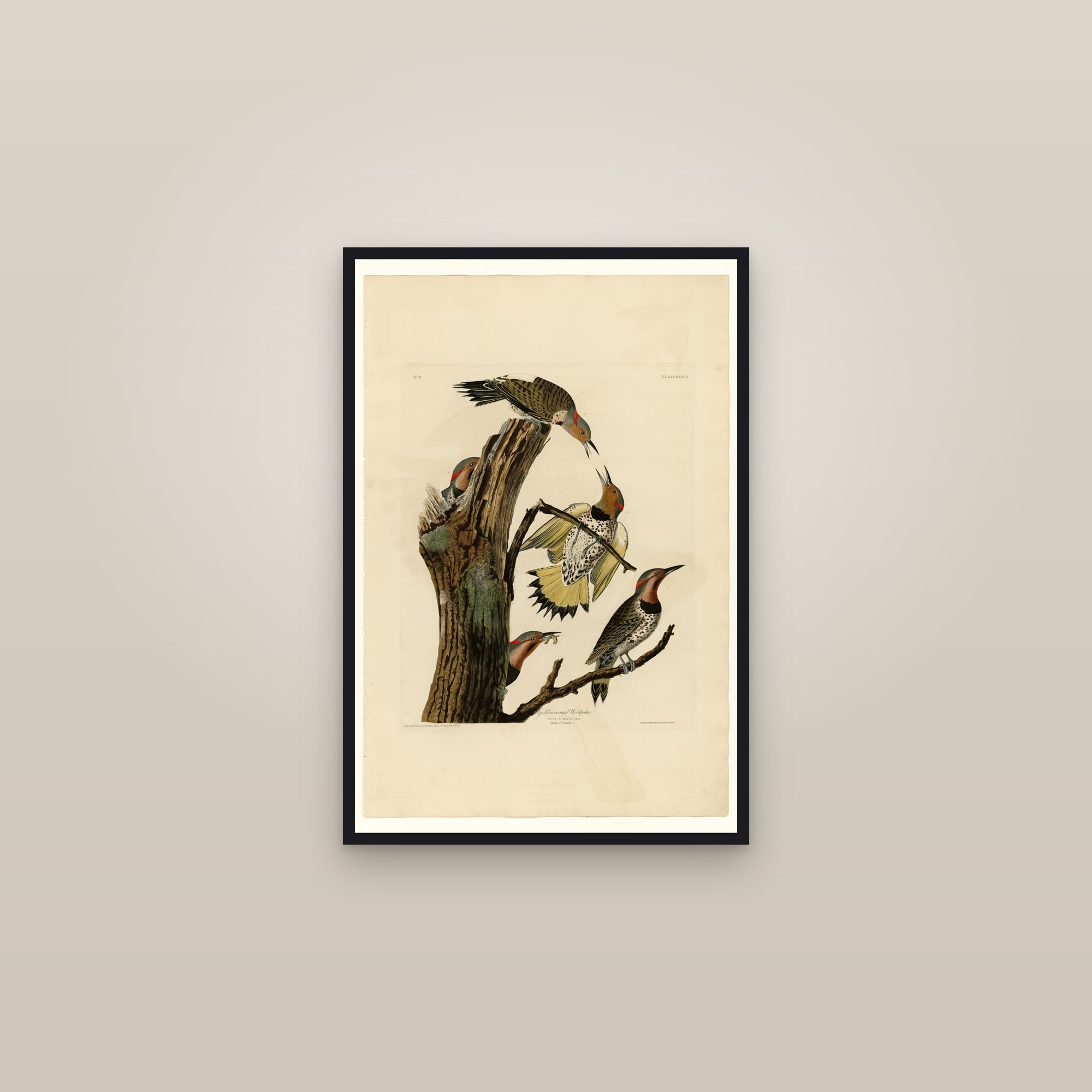 Northern Flicker — framed in a gallery setting
