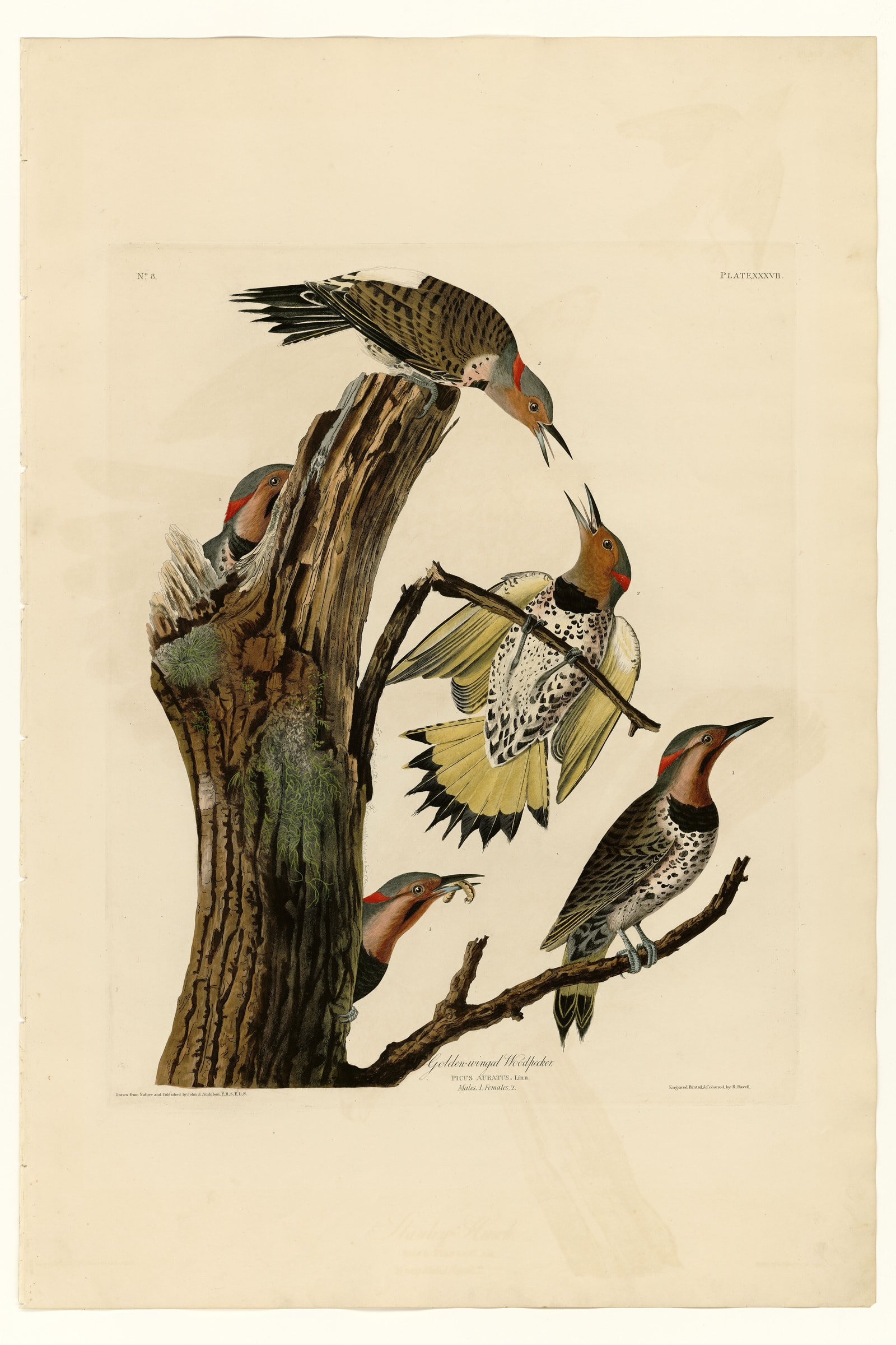 Northern Flicker