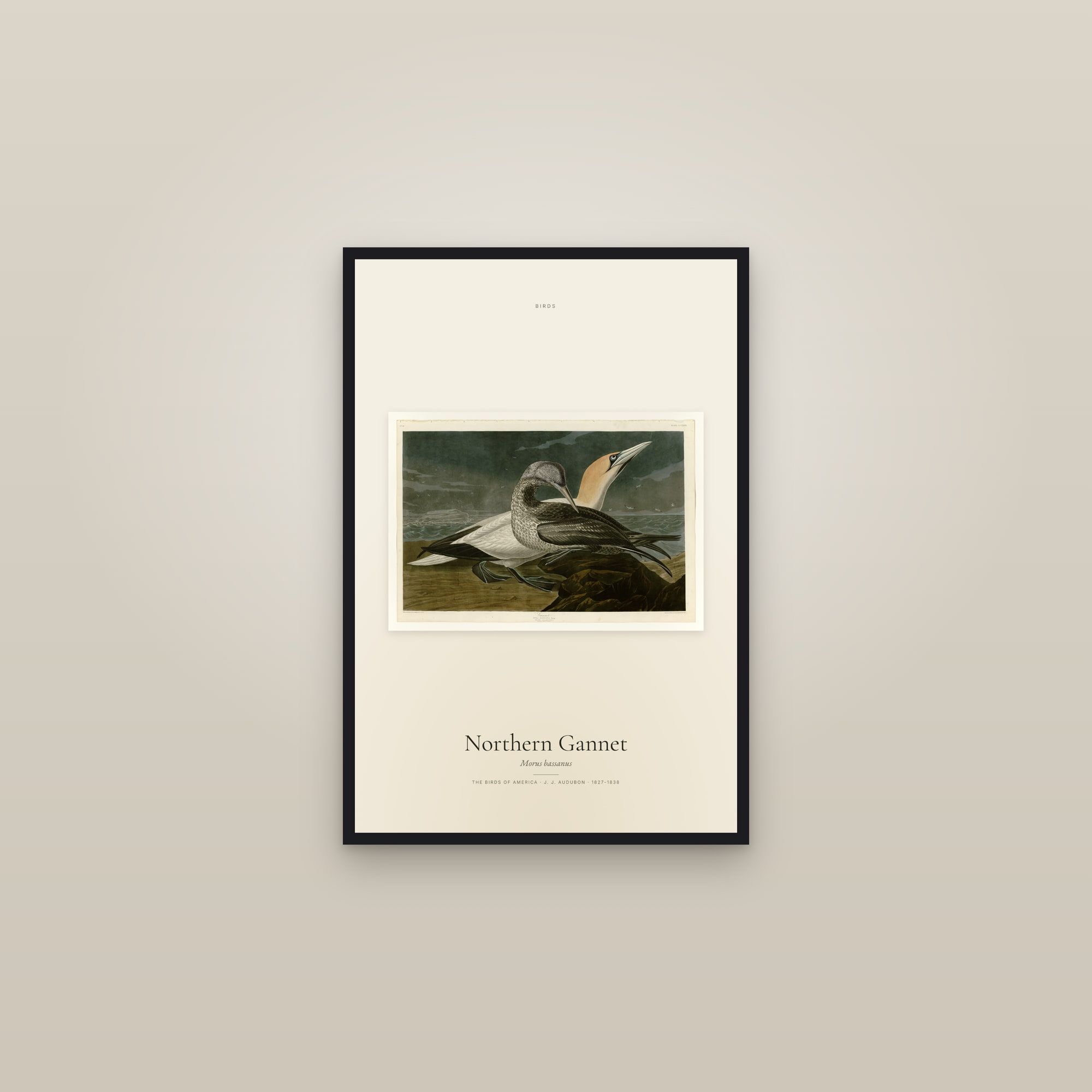 Northern Gannet — framed in a gallery setting