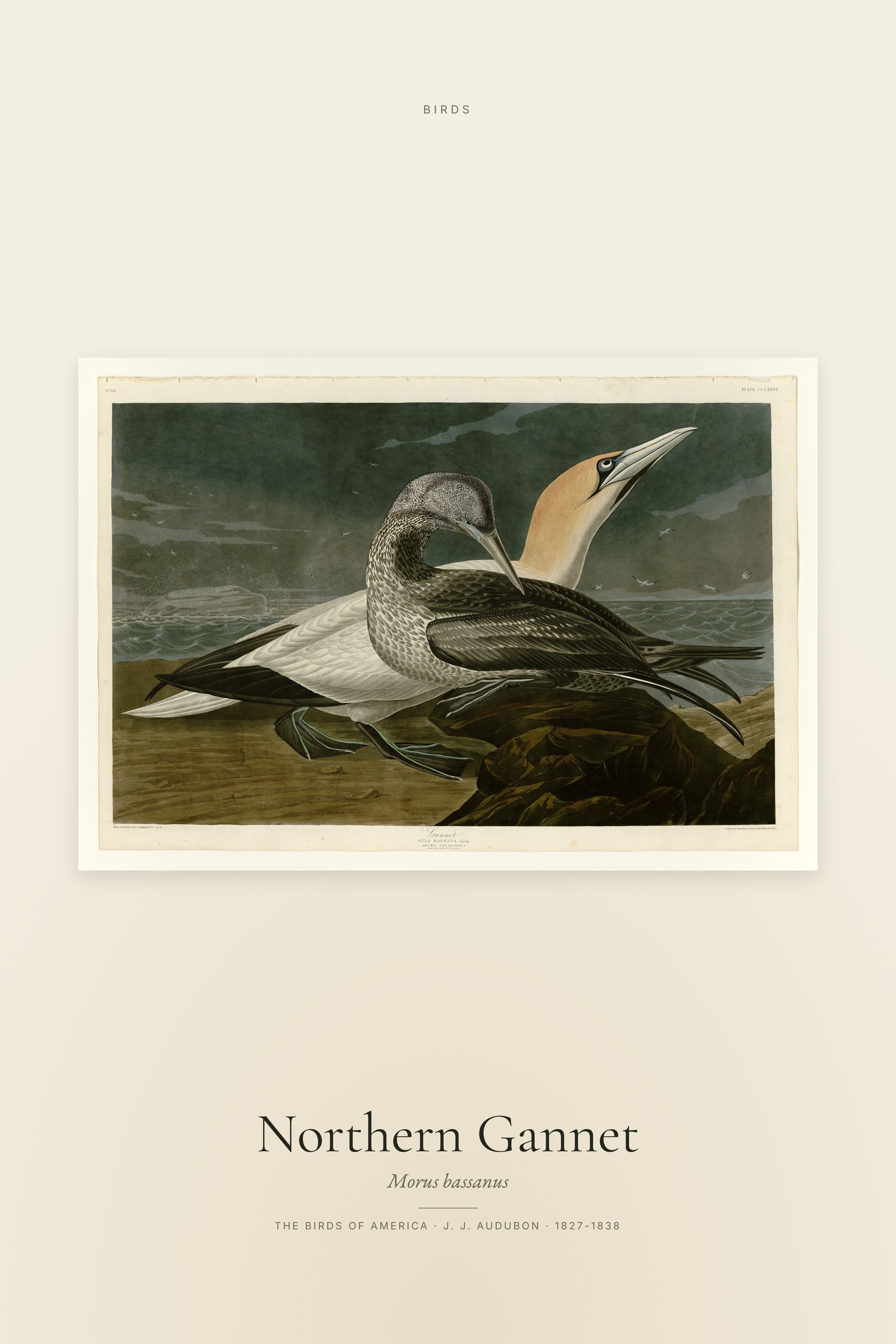 Northern Gannet