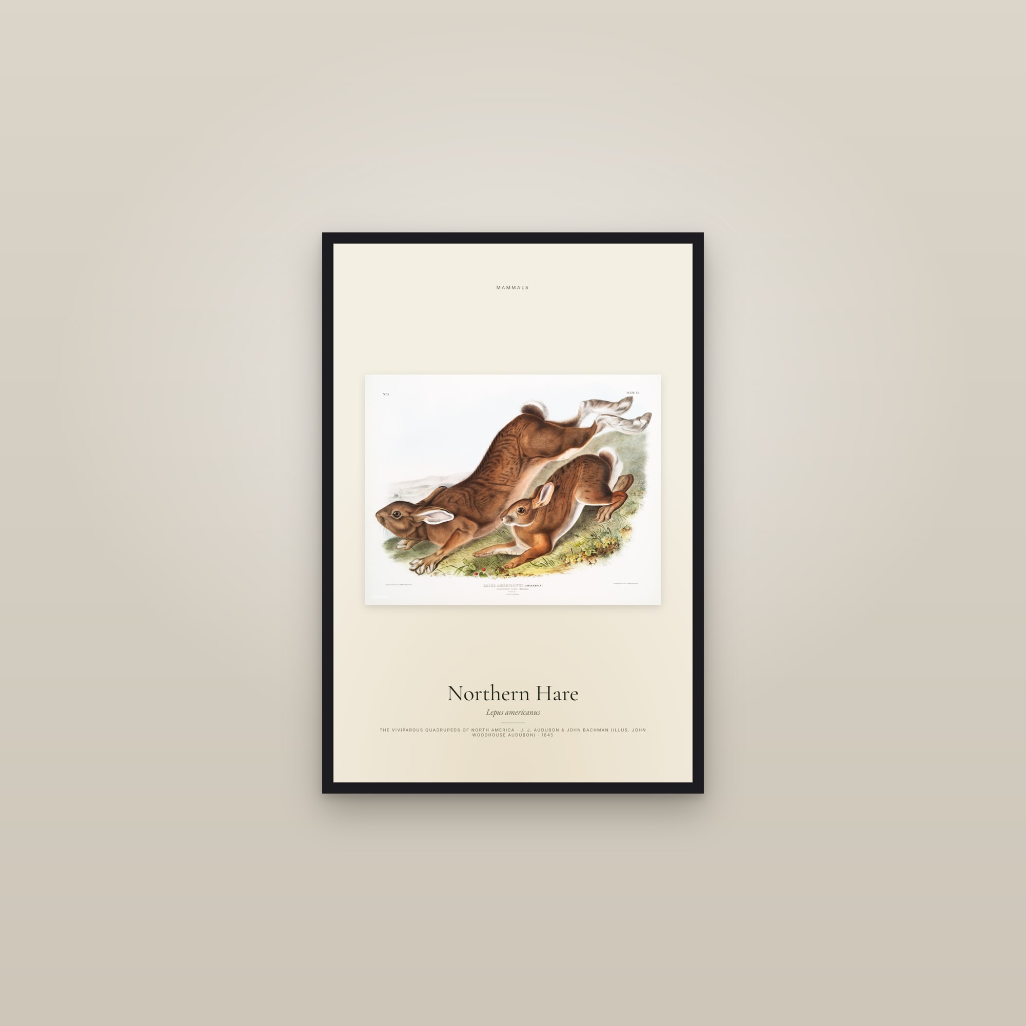 Northern Hare — framed in a gallery setting