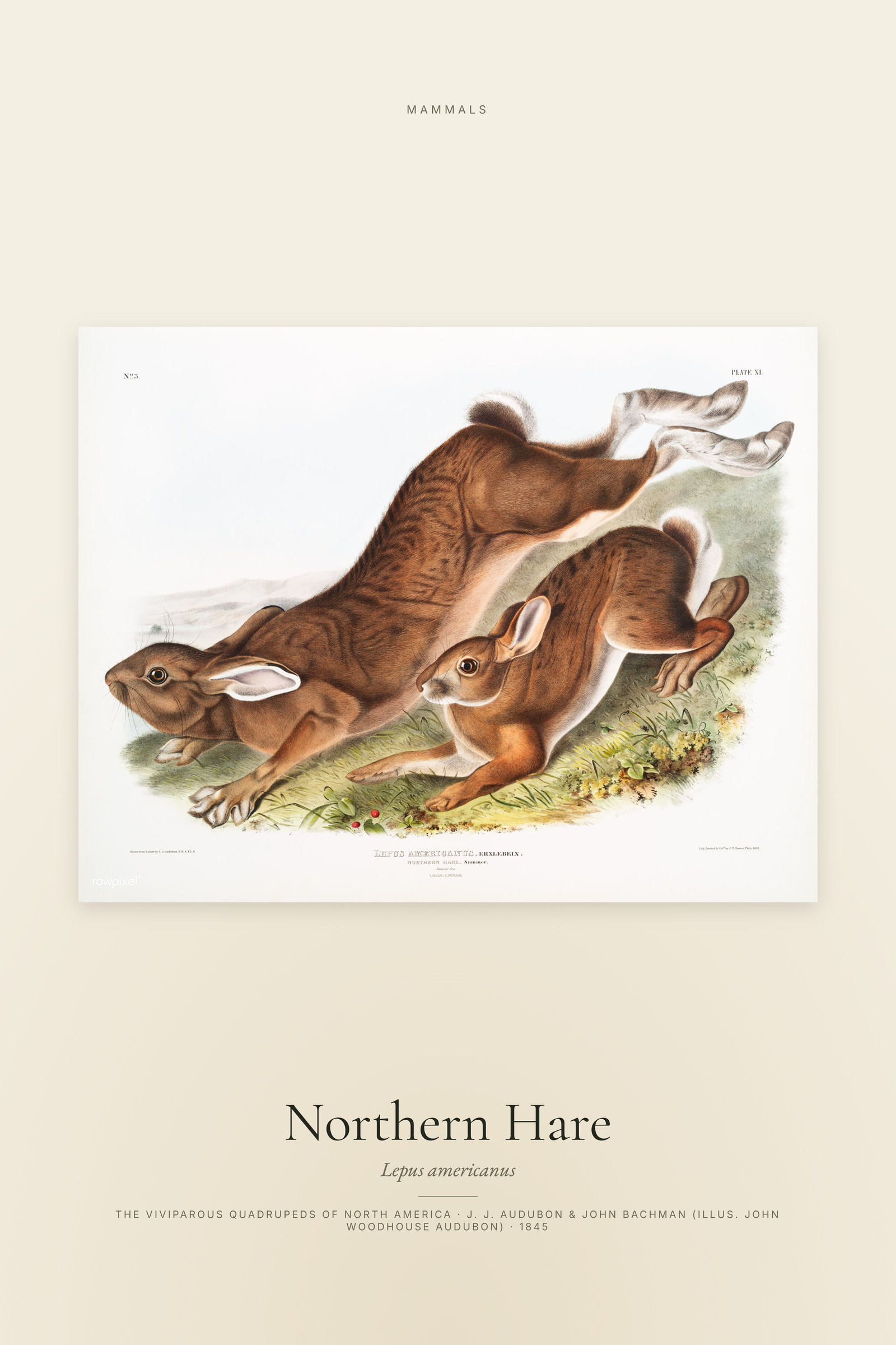 Northern Hare
