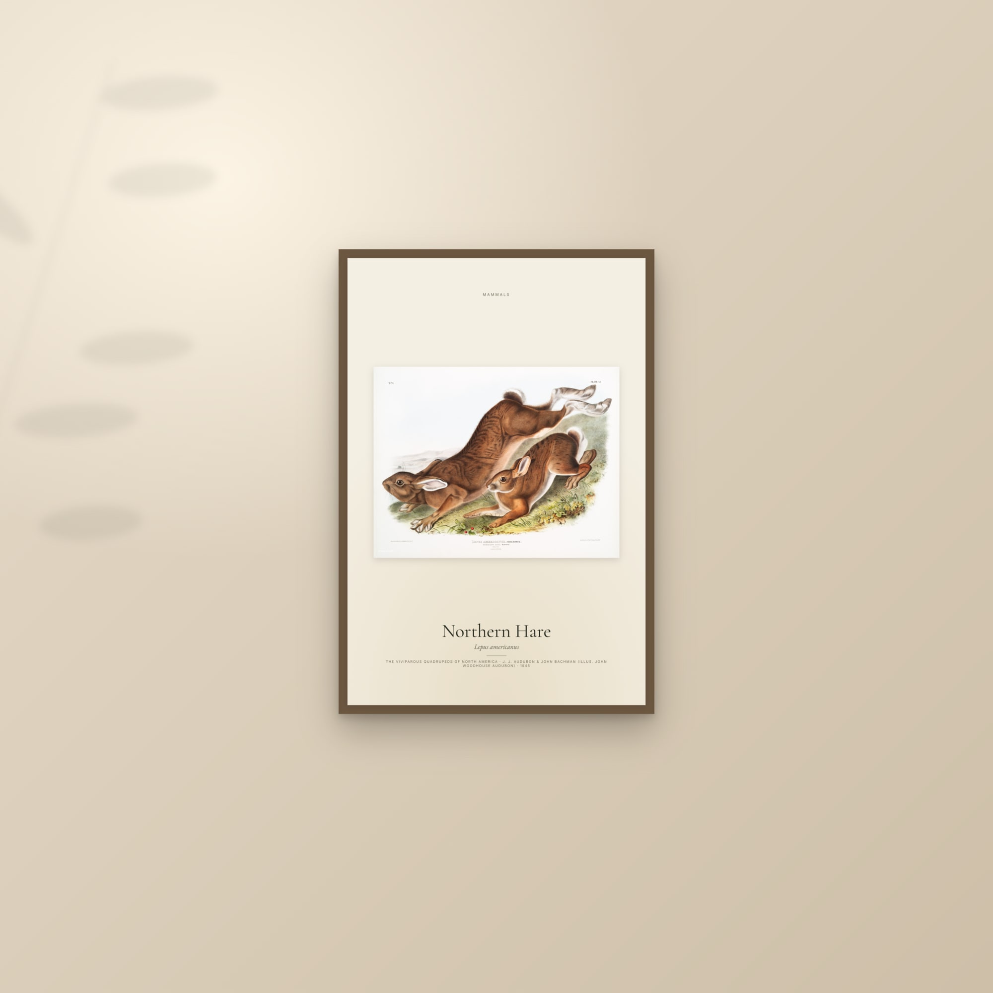Northern Hare — framed and styled on a sunlit wall