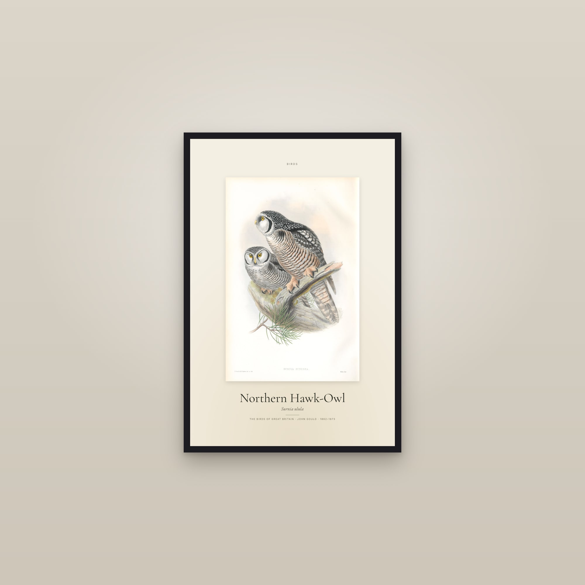 Northern Hawk-Owl — Specimen