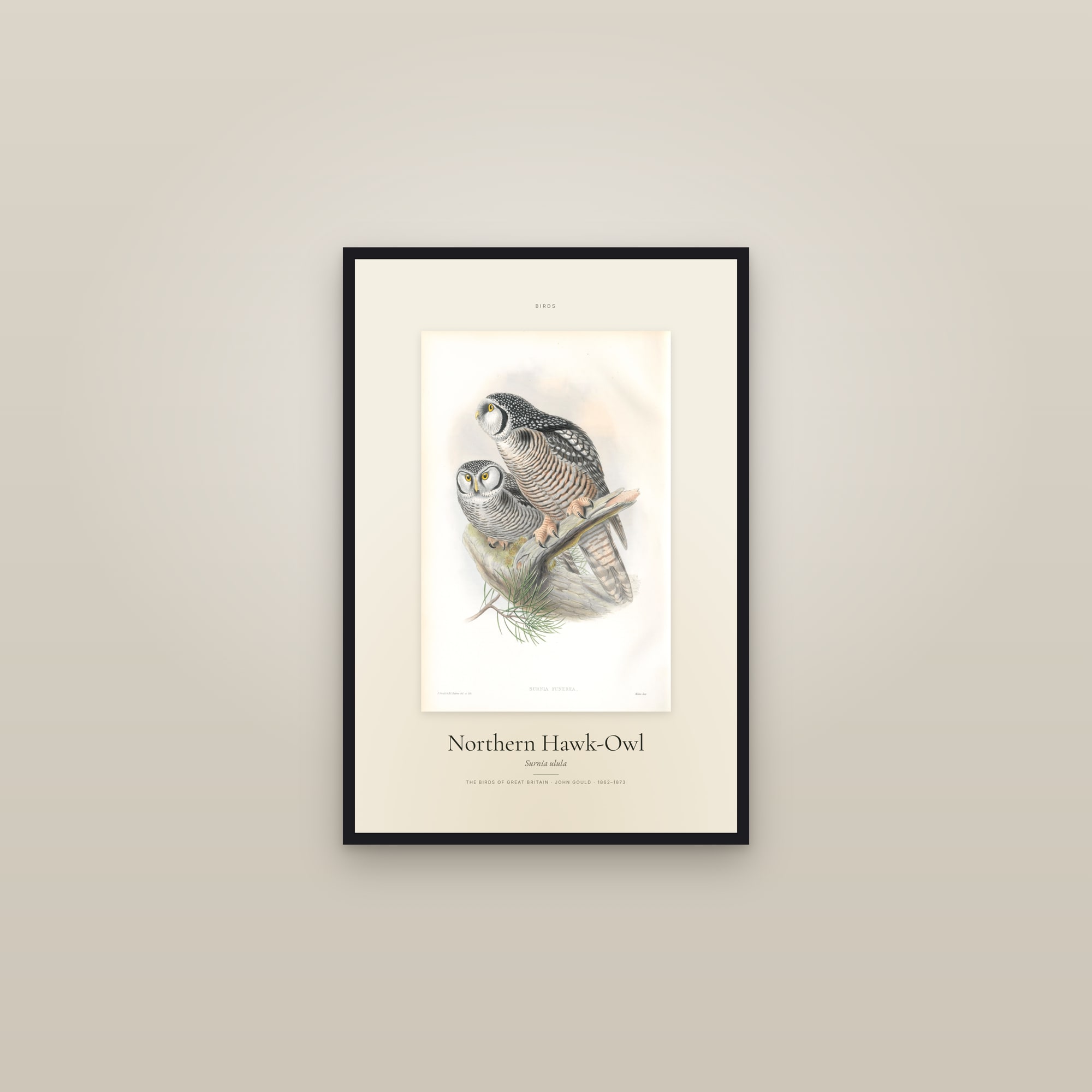 Northern Hawk-Owl — Specimen — framed in a gallery setting