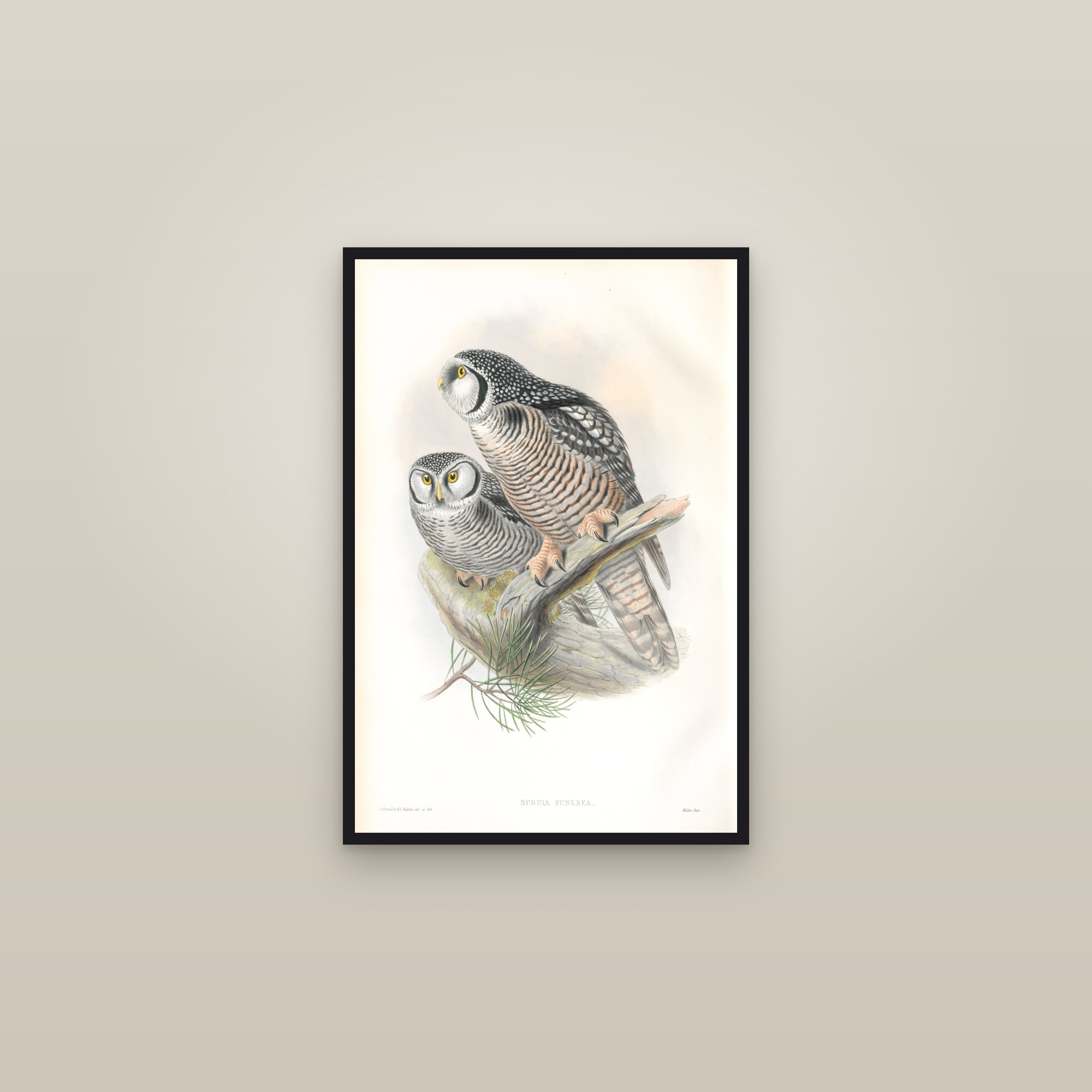 Northern Hawk-Owl — framed in a gallery setting
