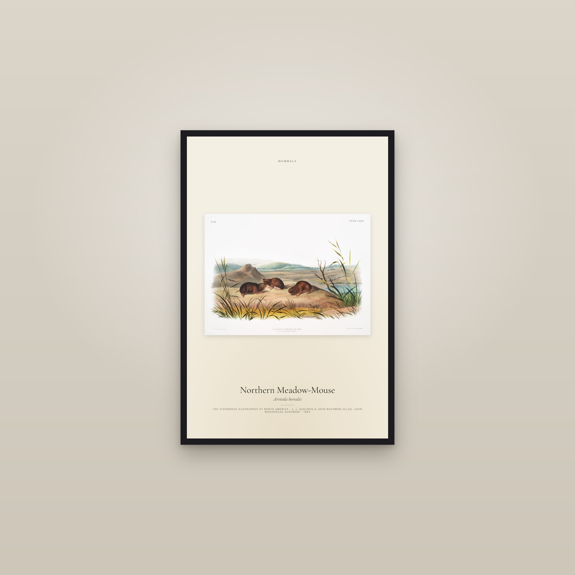 Northern Meadow-Mouse — framed in a gallery setting
