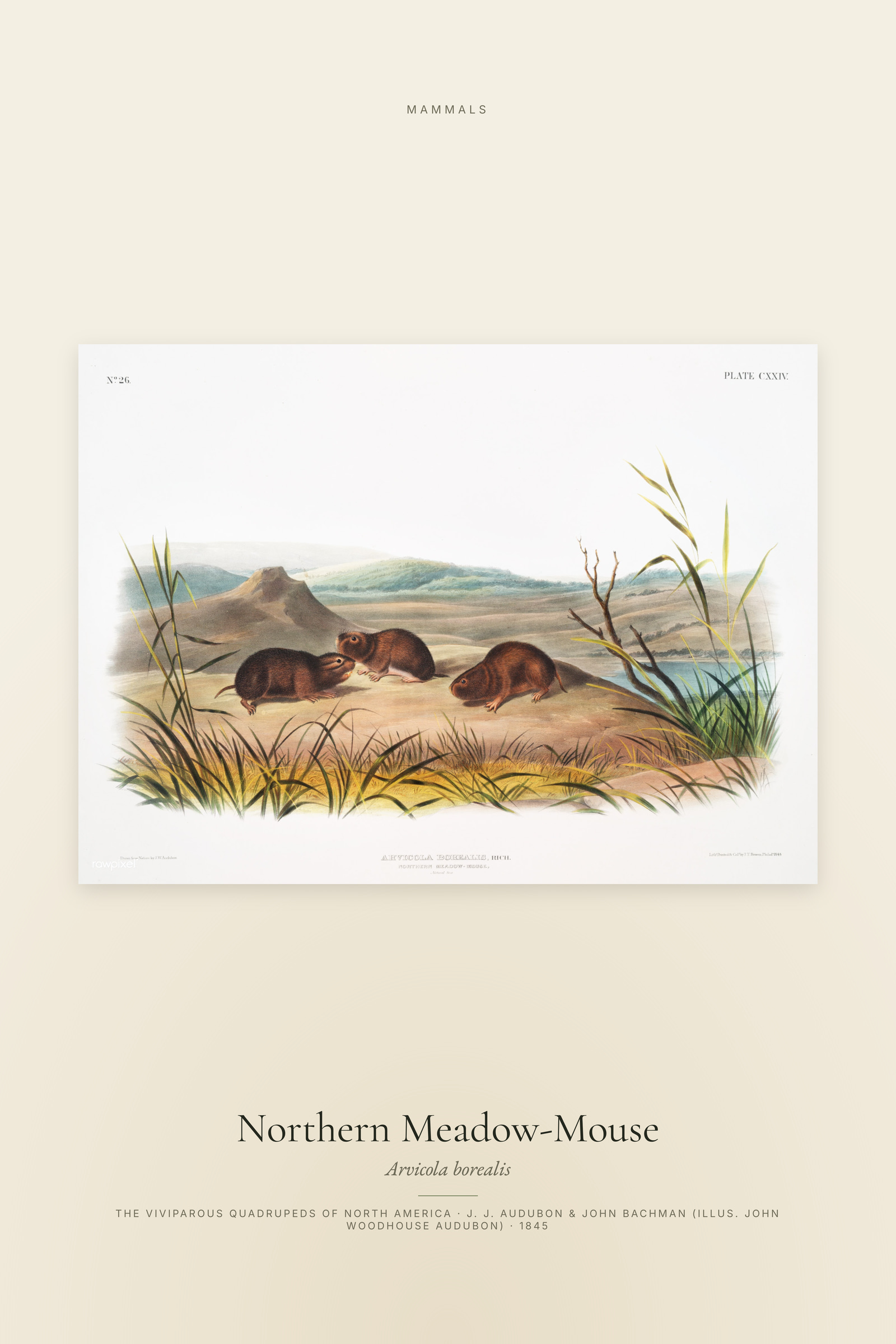 Northern Meadow-Mouse