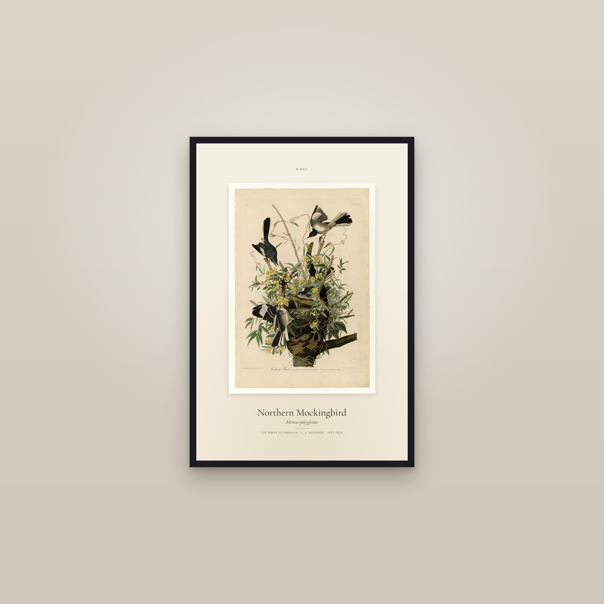 Northern Mockingbird — Specimen — framed in a gallery setting